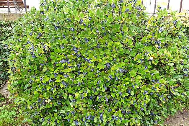 Blueberry Bush - Vaccinium Corymbosum
