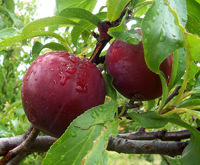 Plum Tree - Prunus Domestica