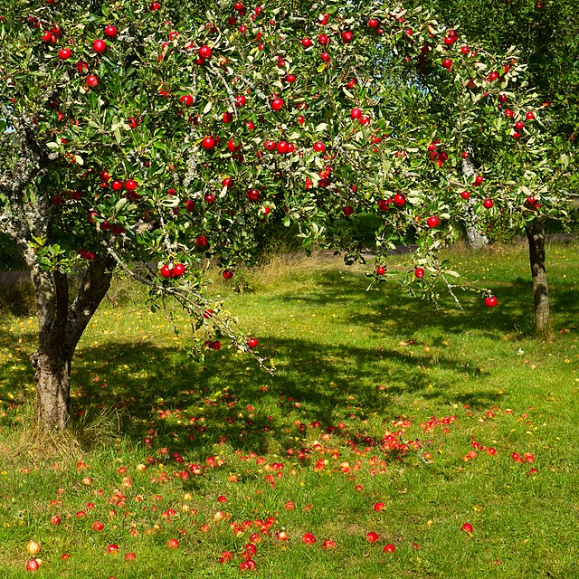 http://thetreeplace.com/cdn/shop/products/640px-Tree_with_red_apples_in_Barkedal_4.jpg?v=1650567964