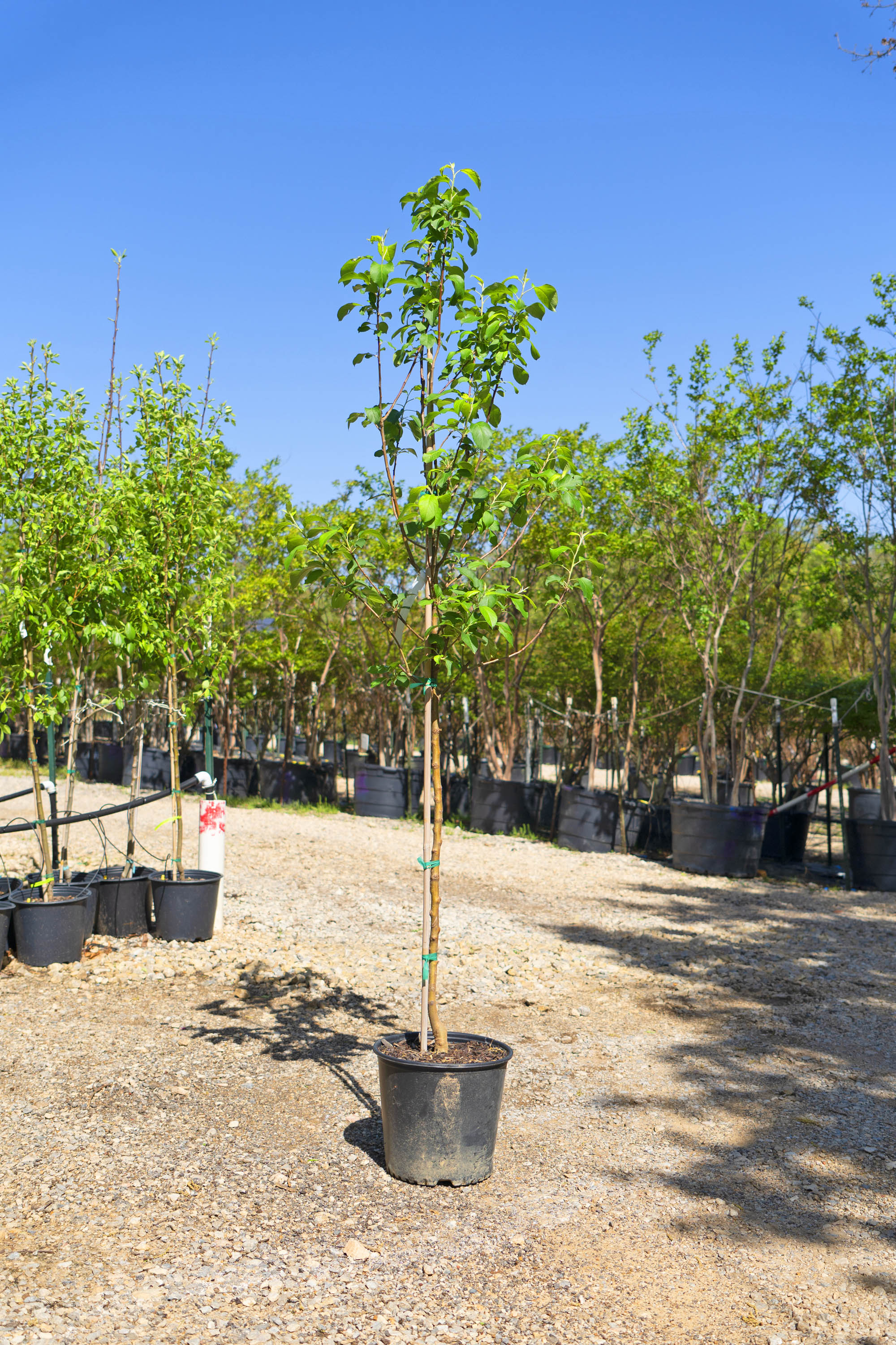 Apple Trees - Fort Worth, Texas - The Tree Place – The Tree Place TX