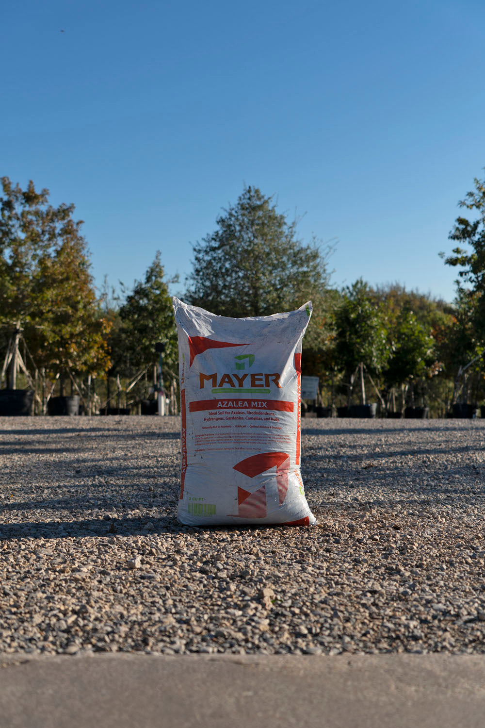 Mayer Azalea Mix – The Tree Place TX