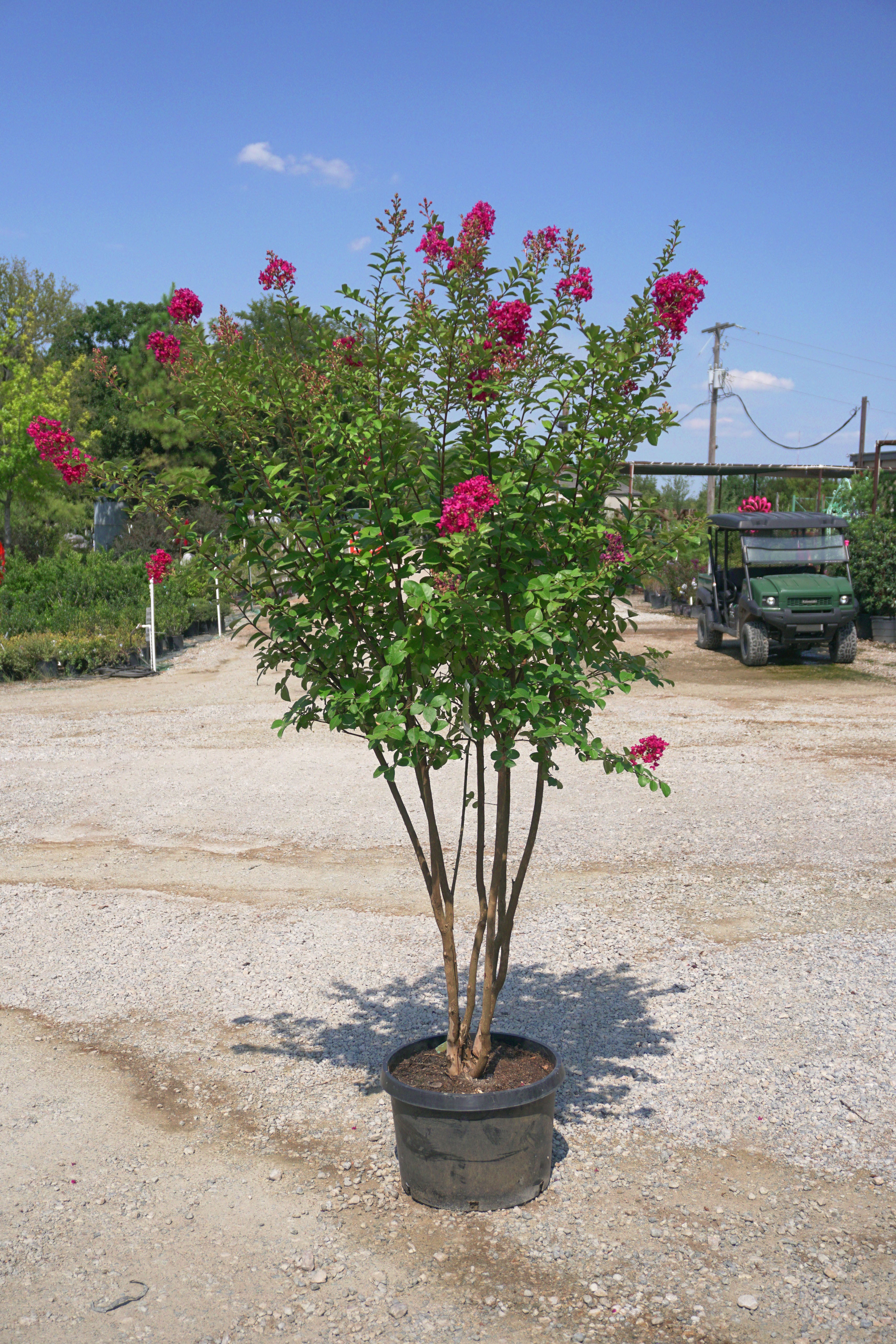 can you plant crepe myrtle in pots Red Tonto Crape Myrtle - Fort Worth, Texas
