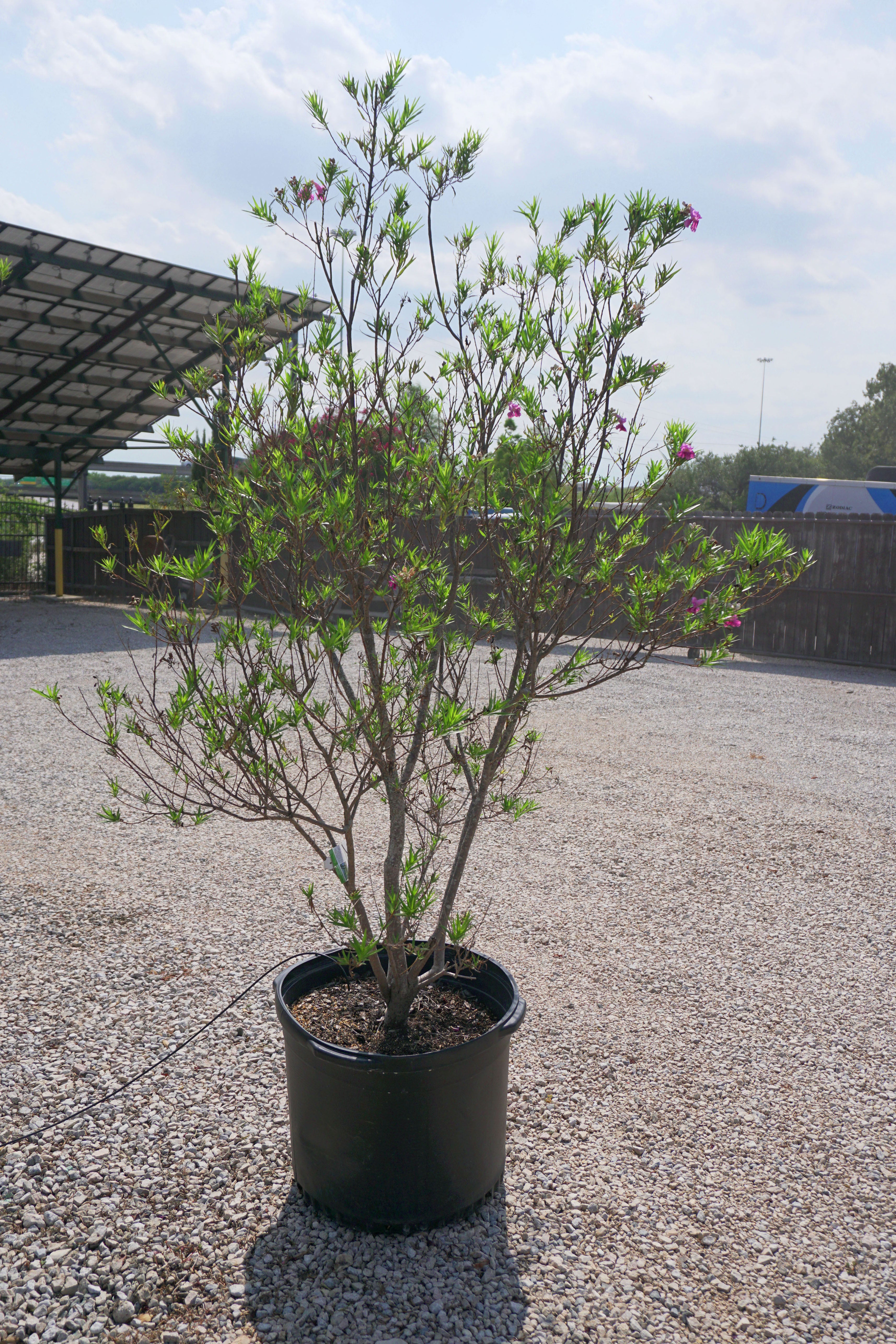 Desert Willow - Fort Worth, Texas - The Tree Place – The Tree Place TX