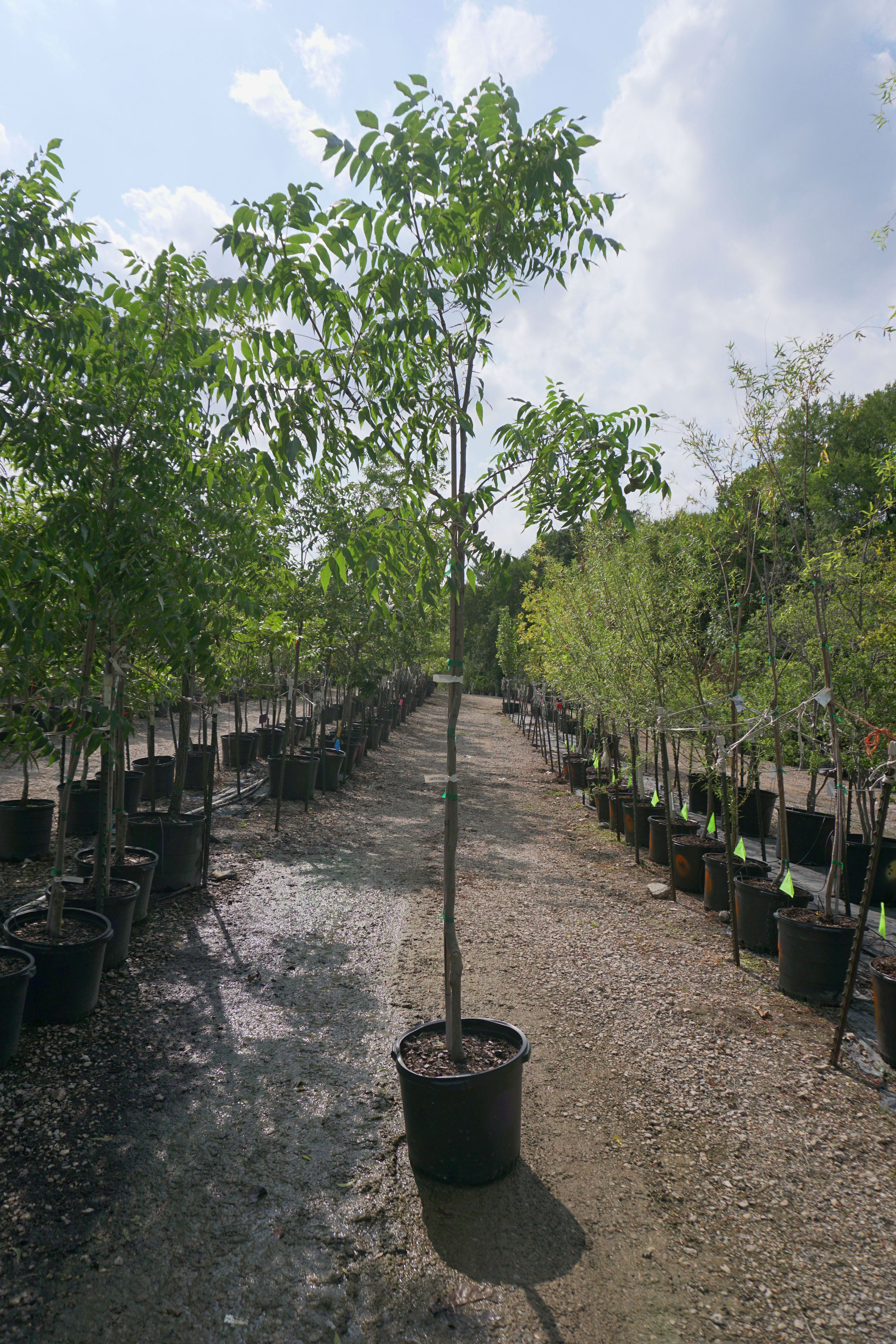 Papershell Pecan - Fort Worth, Texas - The Tree Place – The Tree