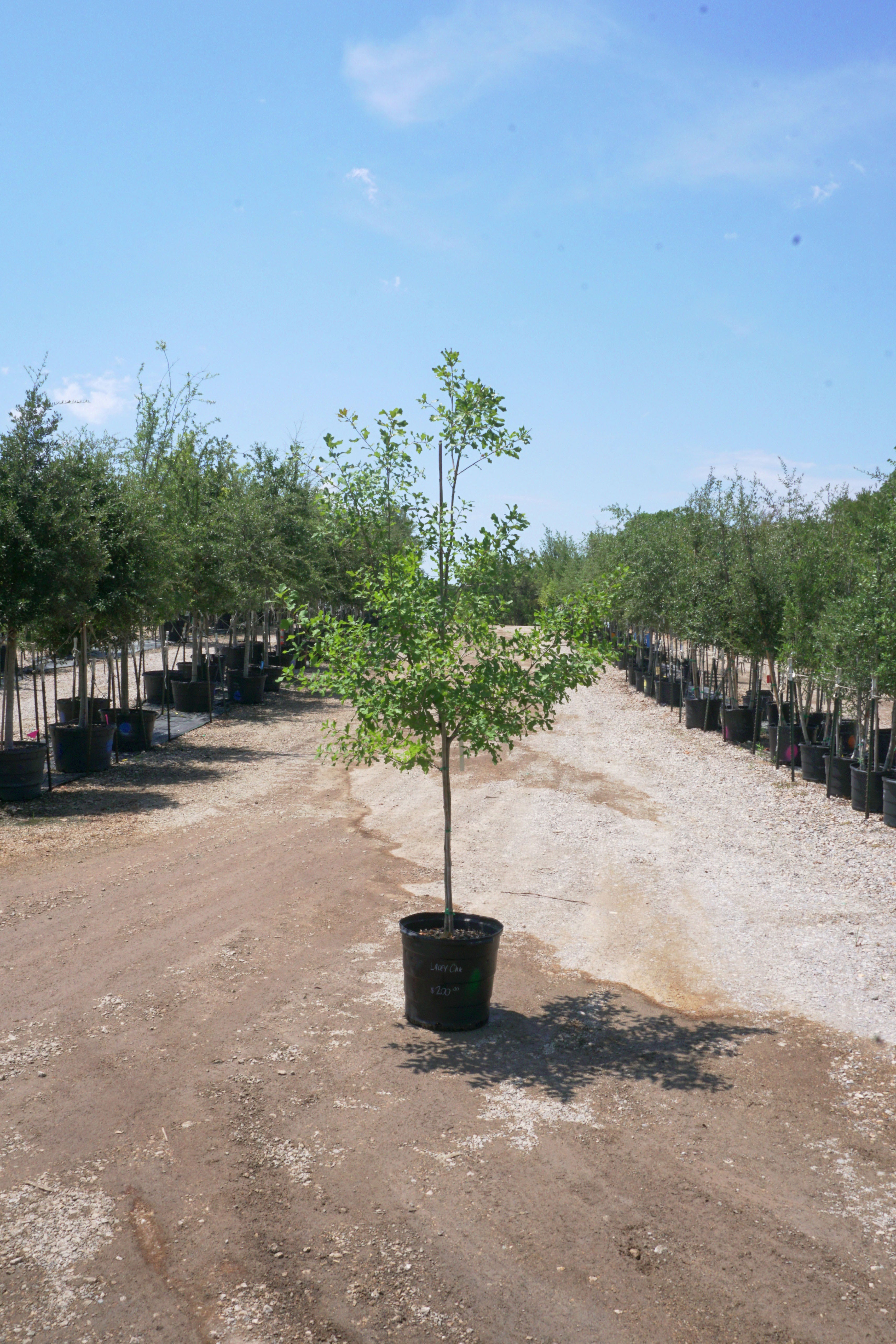 money tree in lacey Lacey Oak - Fort Worth, Texas
