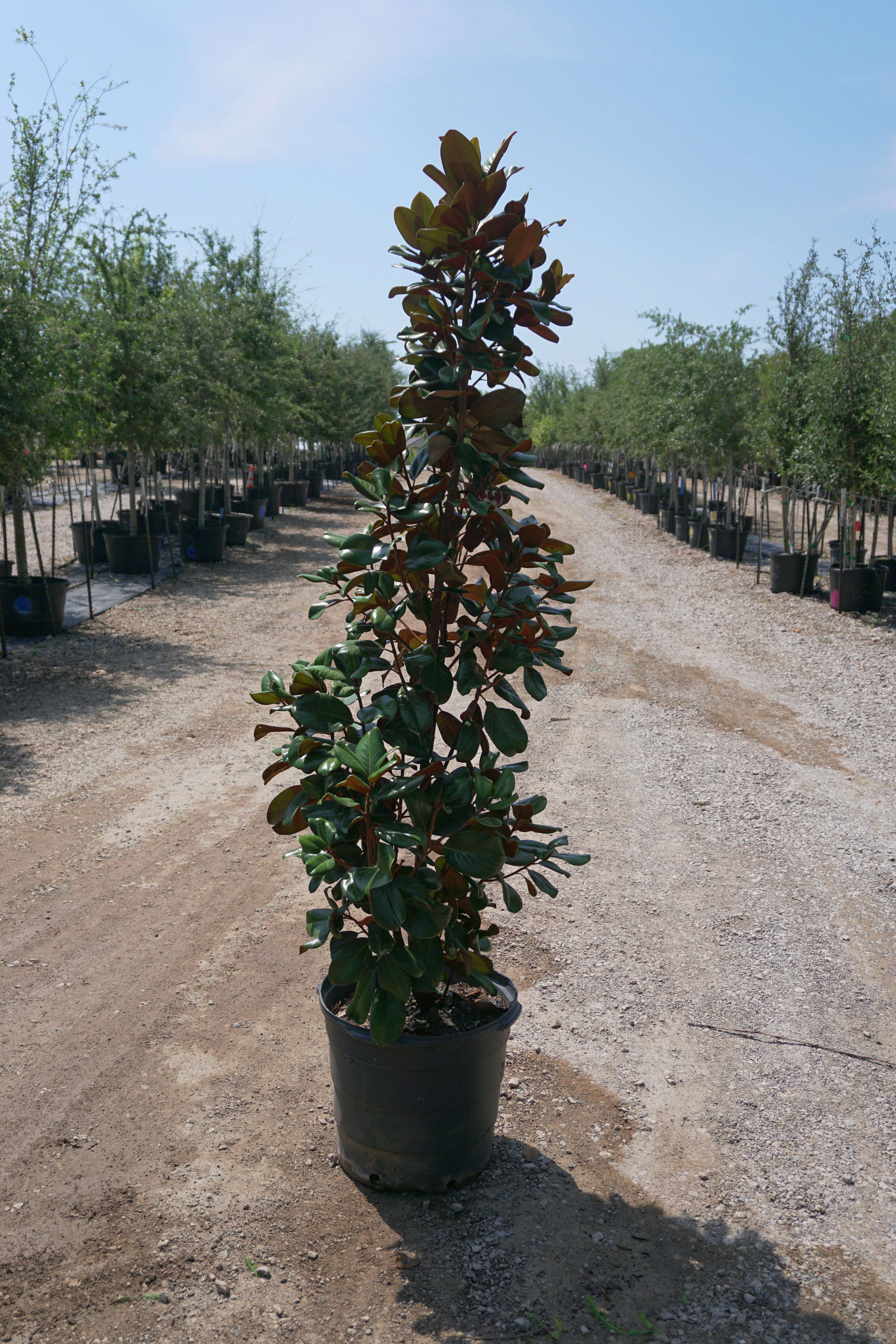 magnolia tree house plant Little Gem Magnolia - Fort Worth, Texas