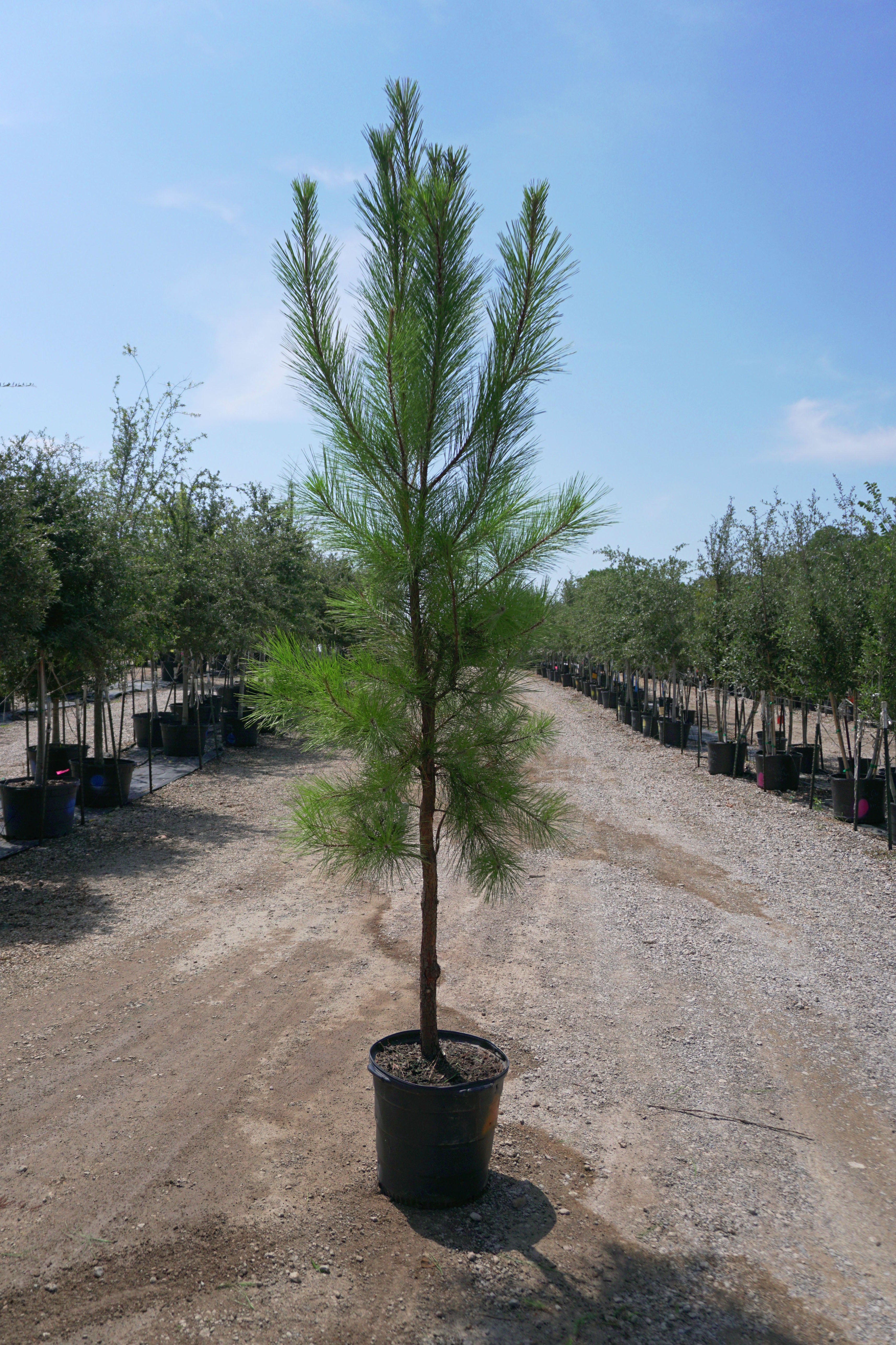 loblolly pine forest