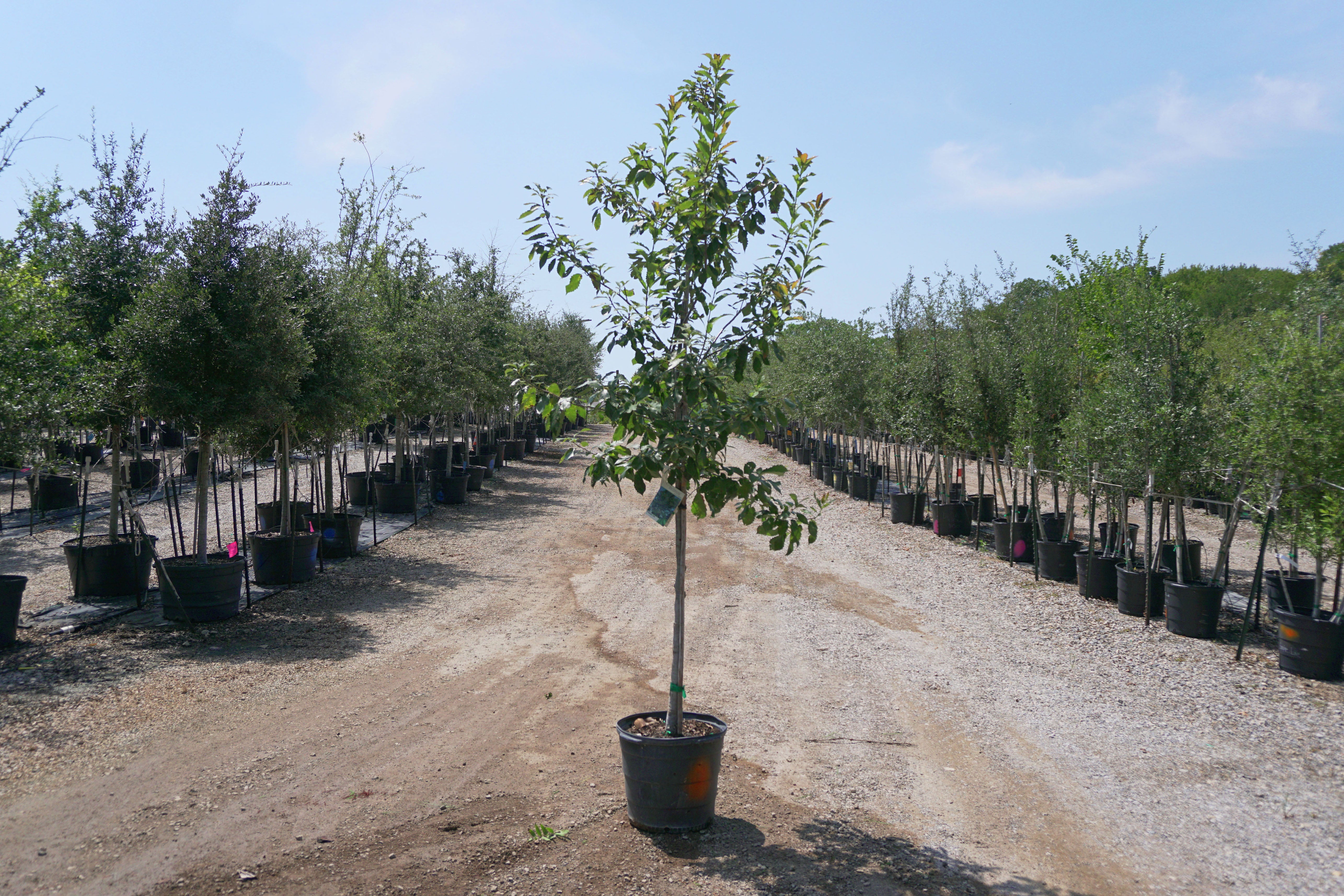 Chinquapin Oak - Fort Worth, Texas - The Tree Place – The Tree Place TX