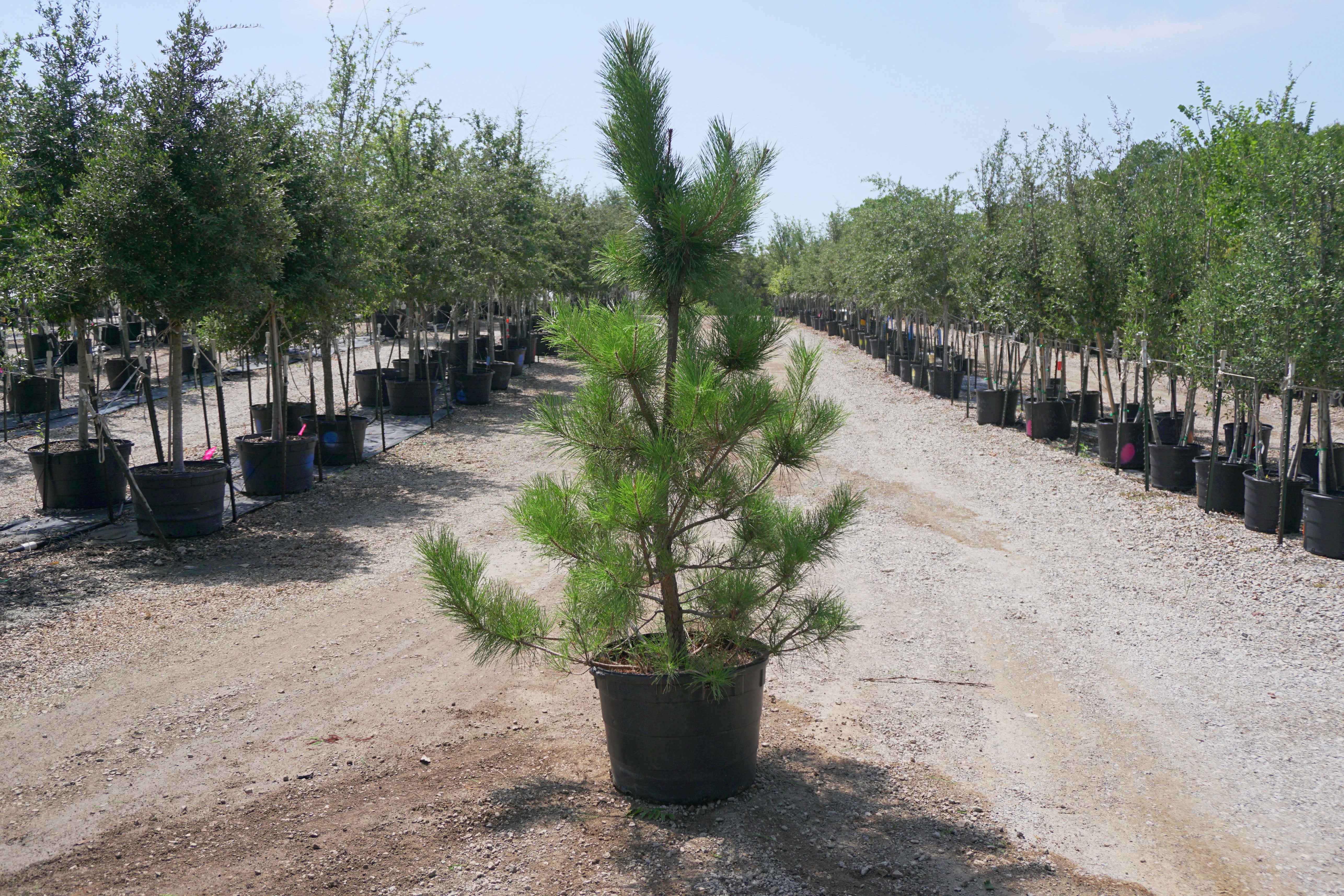 Japanese Black Pine - Fort Worth, Texas