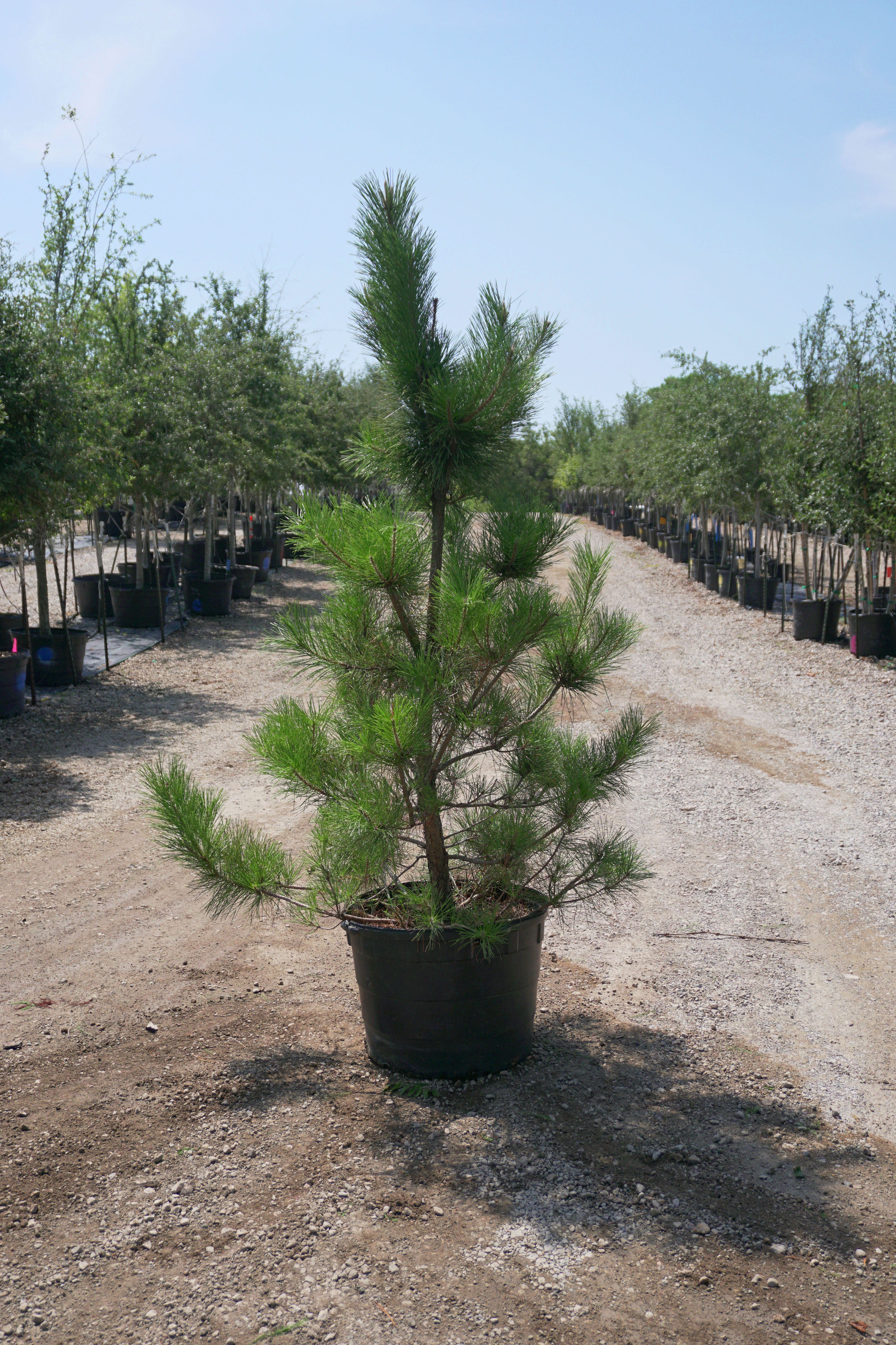 Japanese Black Pine - Fort Worth, Texas - The Tree Place – The