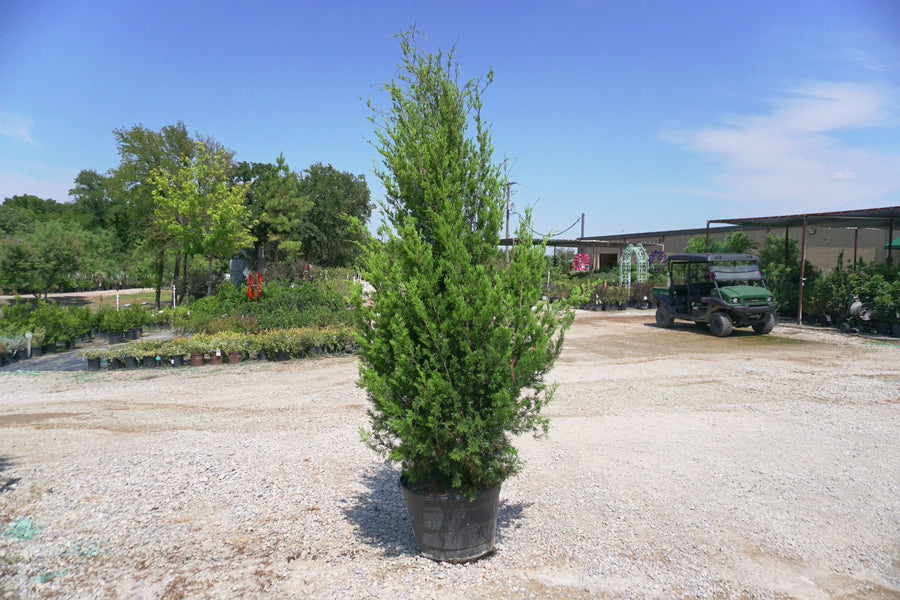 Eastern Red Cedar - Juniperus Virginiana