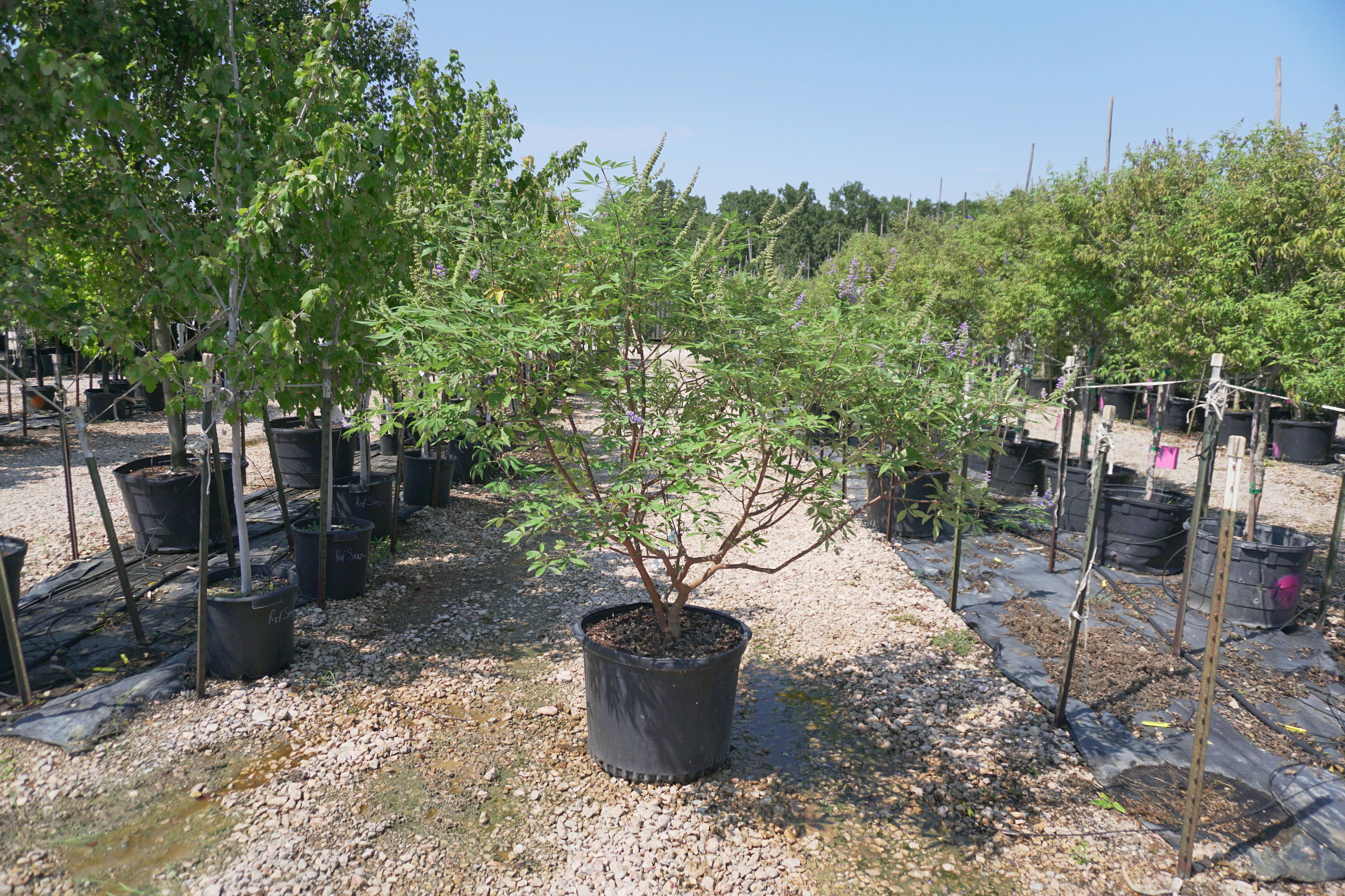 Blue Bayou Chaste Tree, Vitex - Fort Worth, Texas - The Tree Place