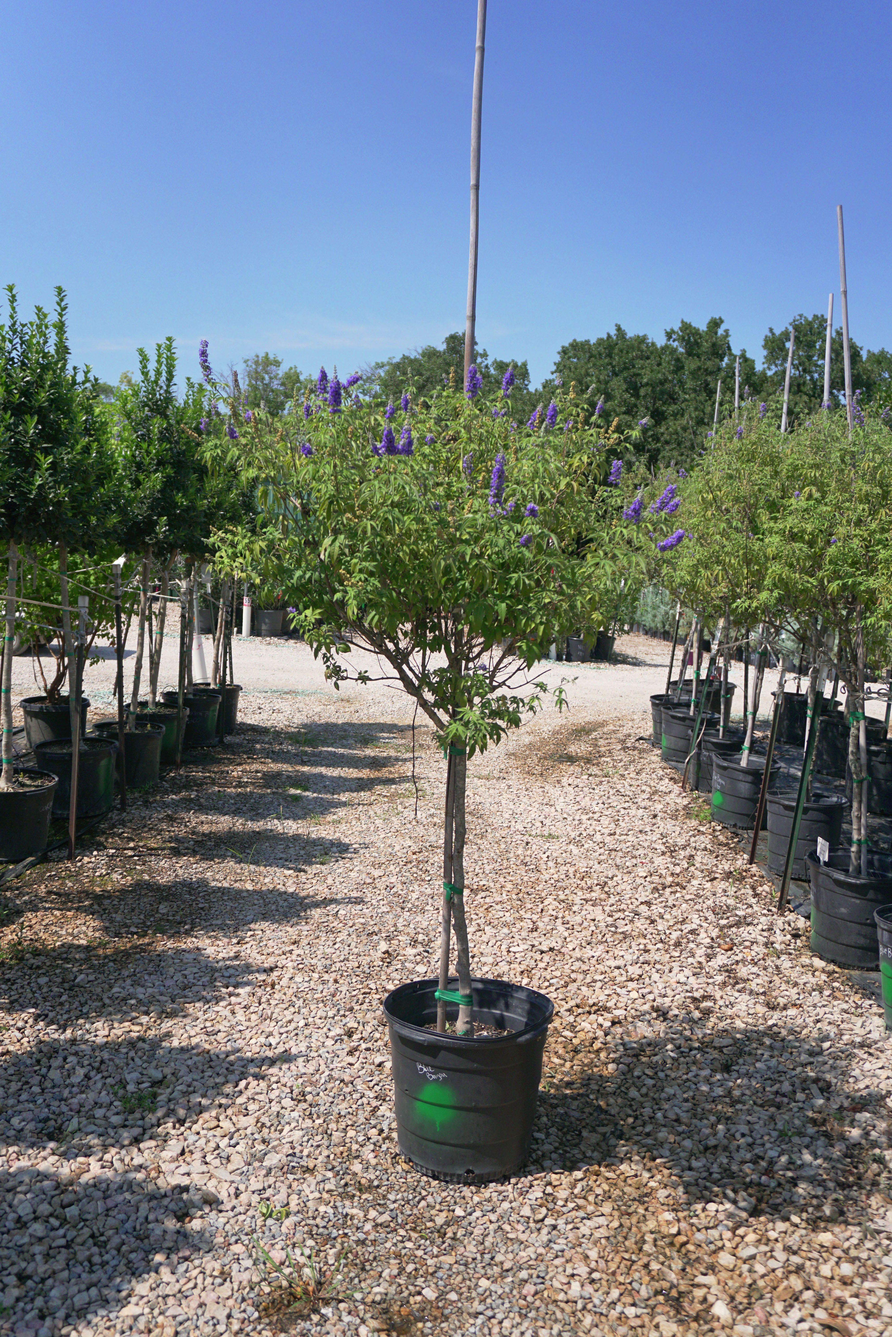texas lavender vitex tree Blue Bayou Chaste Tree (Tree Form) - Fort Worth, Texas