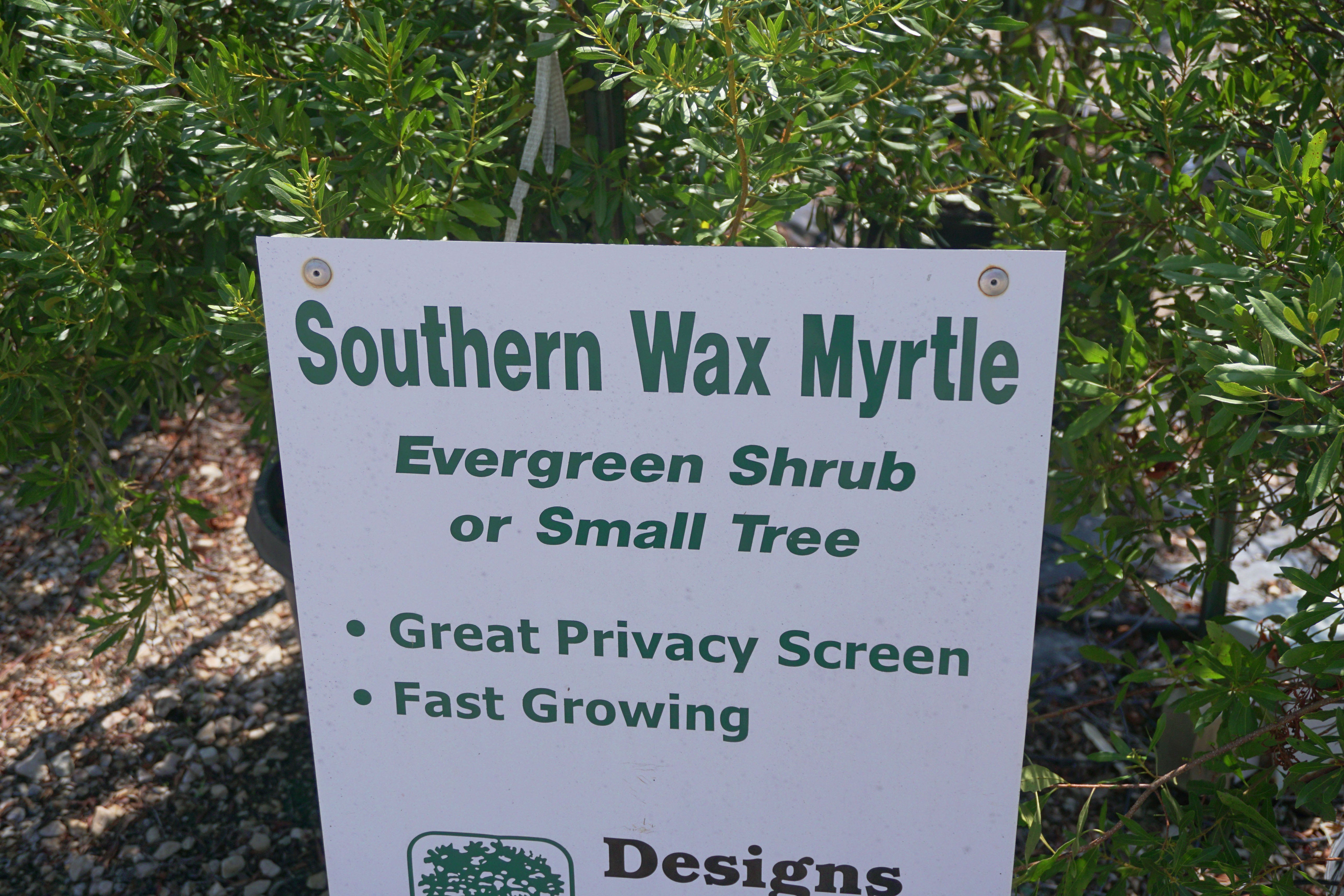 Southern Wax Myrtle - Fort Worth, Texas - The Tree Place – The
