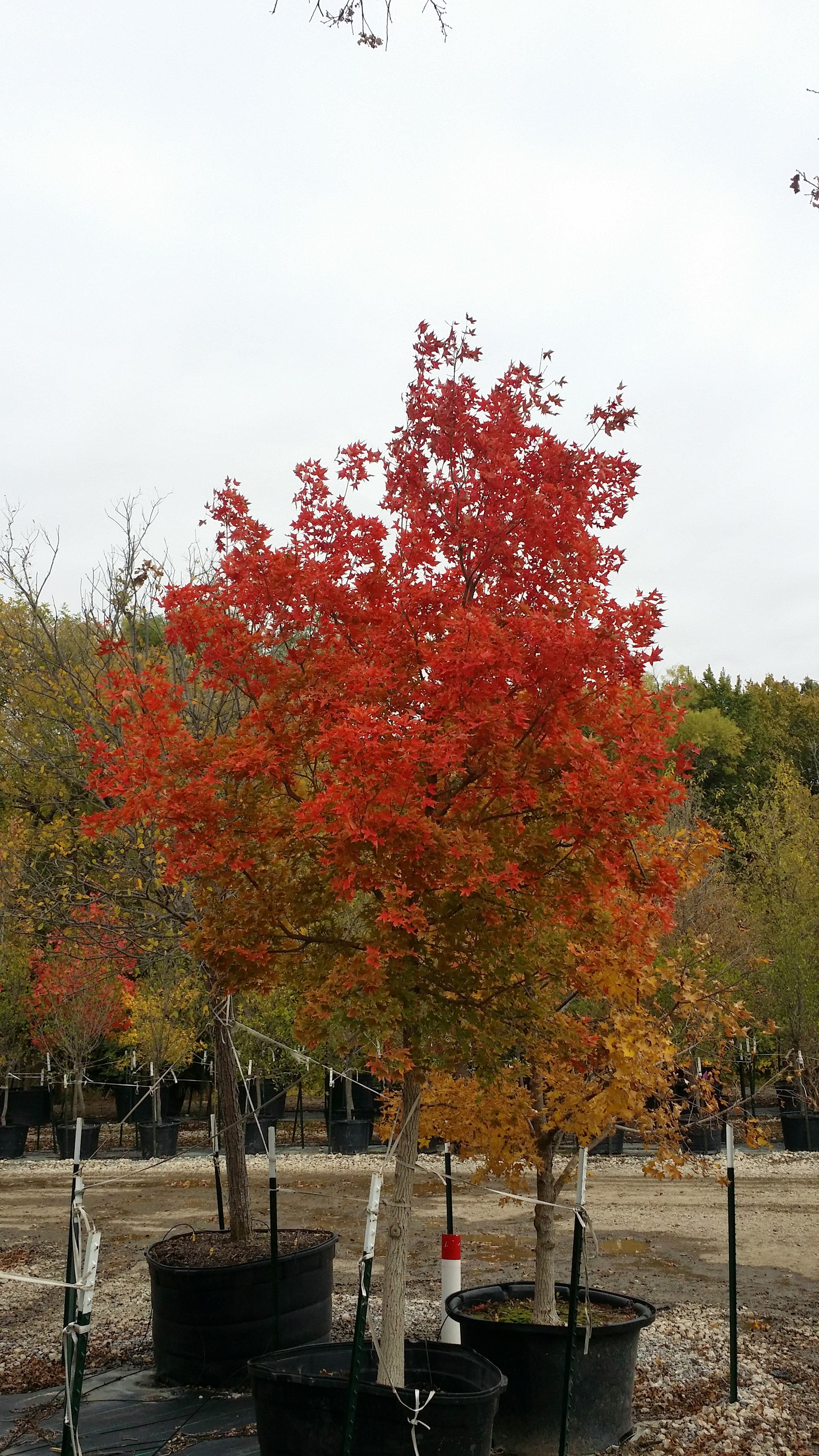 Flame Maple Trees For Sale at Ty Ty Nursery