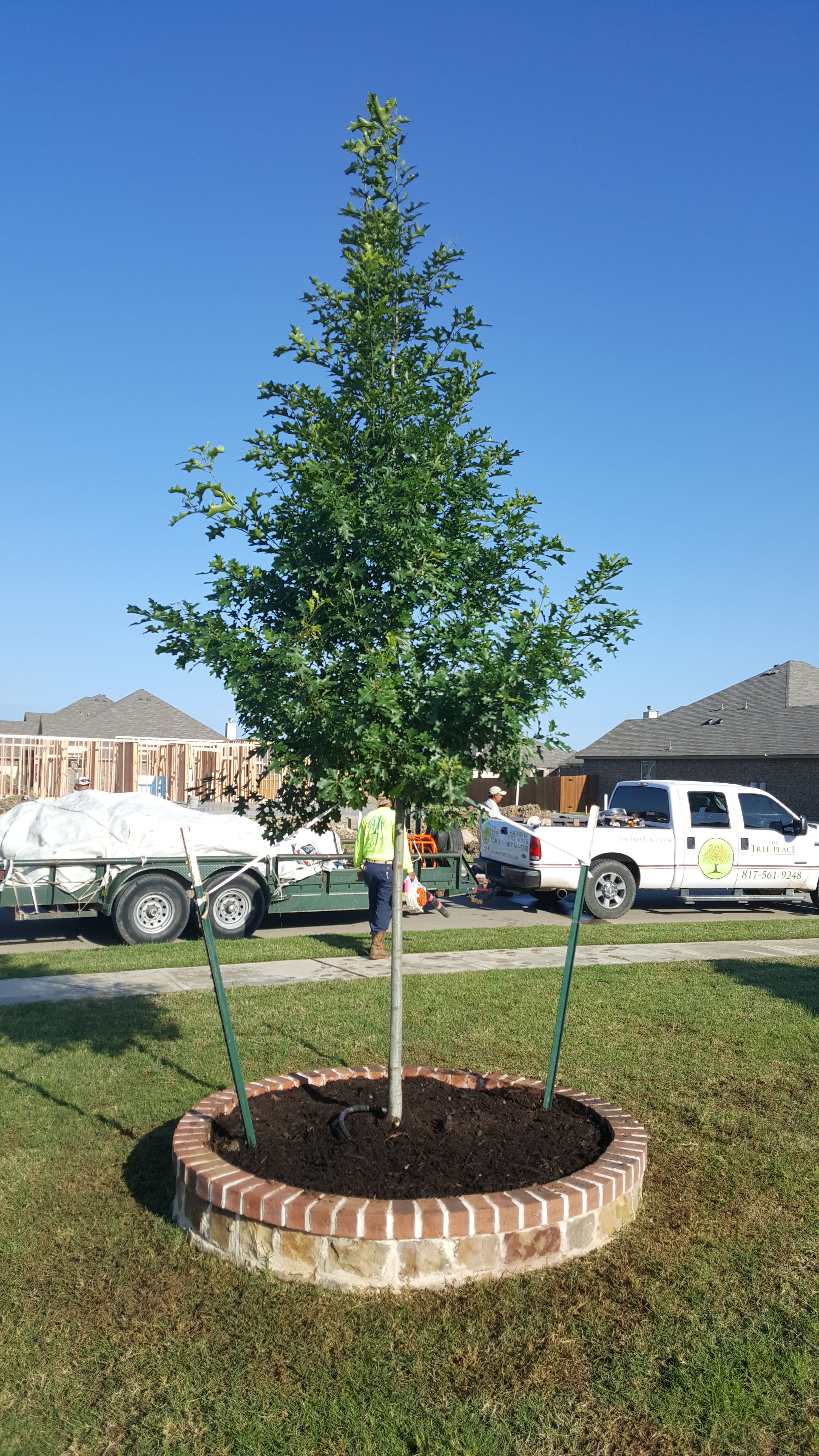 Shumard Red Oak - Fort Worth, Texas - The Tree Place Best Seller
