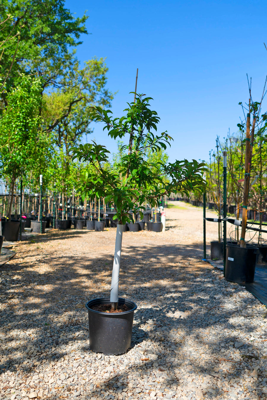 Plum Tree - Prunus Domestica