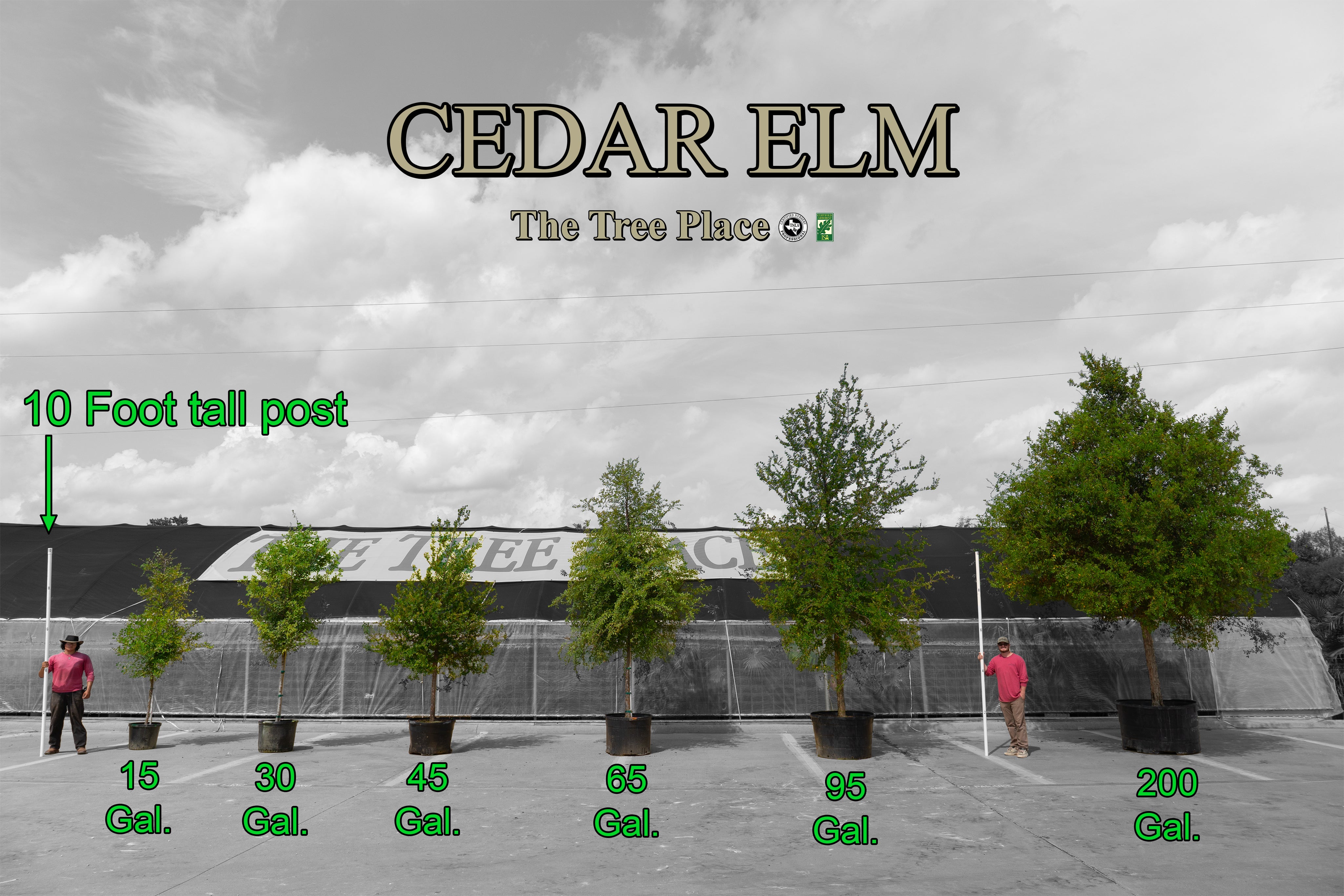 are cedar trees worth money Cedar Elm - Fort Worth, Texas