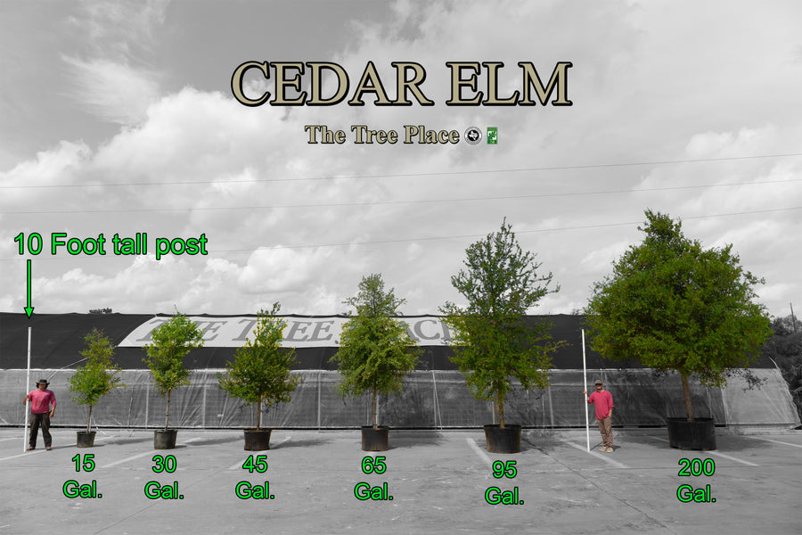 Cedar Elm - Ulmus Crassifolia