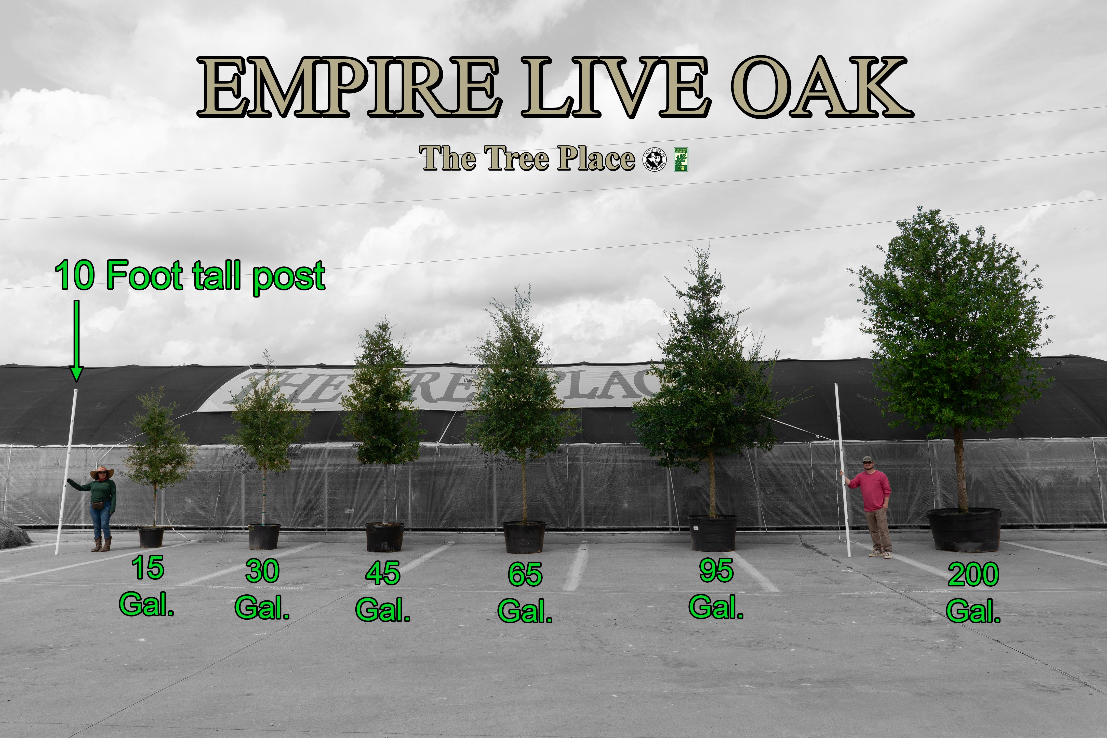 Empire Live Oak