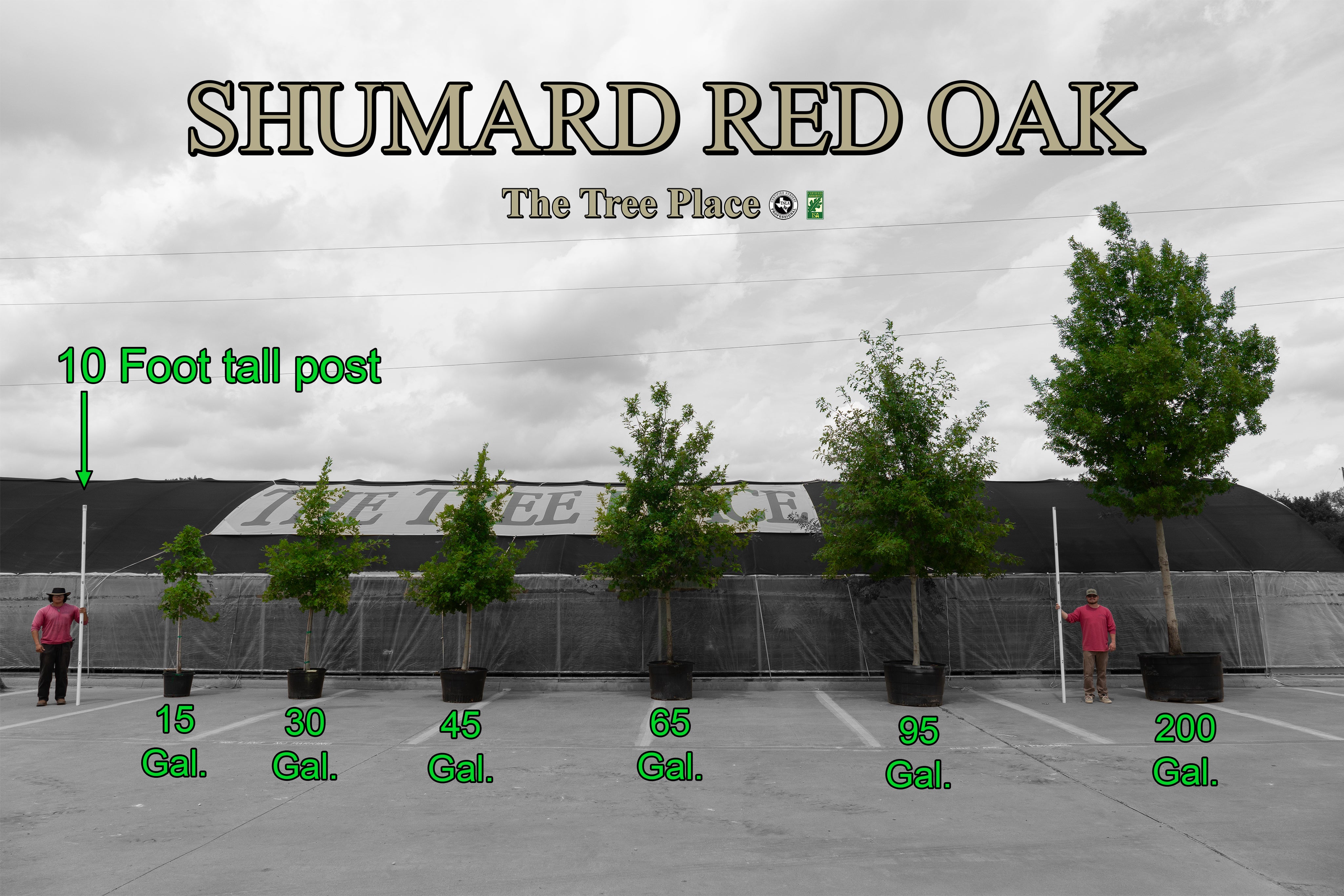 Shumard Red Oak - Fort Worth, Texas - The Tree Place Best Seller