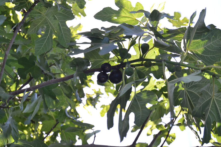Fig Tree - Ficus Carica