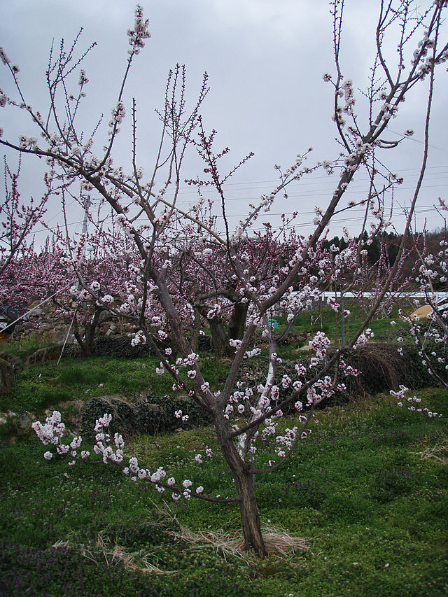 Apricot Tree - Prunus Armeniac