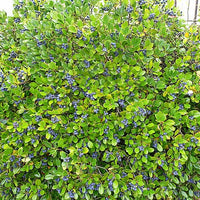 Blueberry Bush - Vaccinium Corymbosum