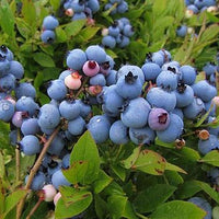 Blueberry Bush - Vaccinium Corymbosum