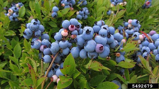Blueberry Bush - Vaccinium Corymbosum