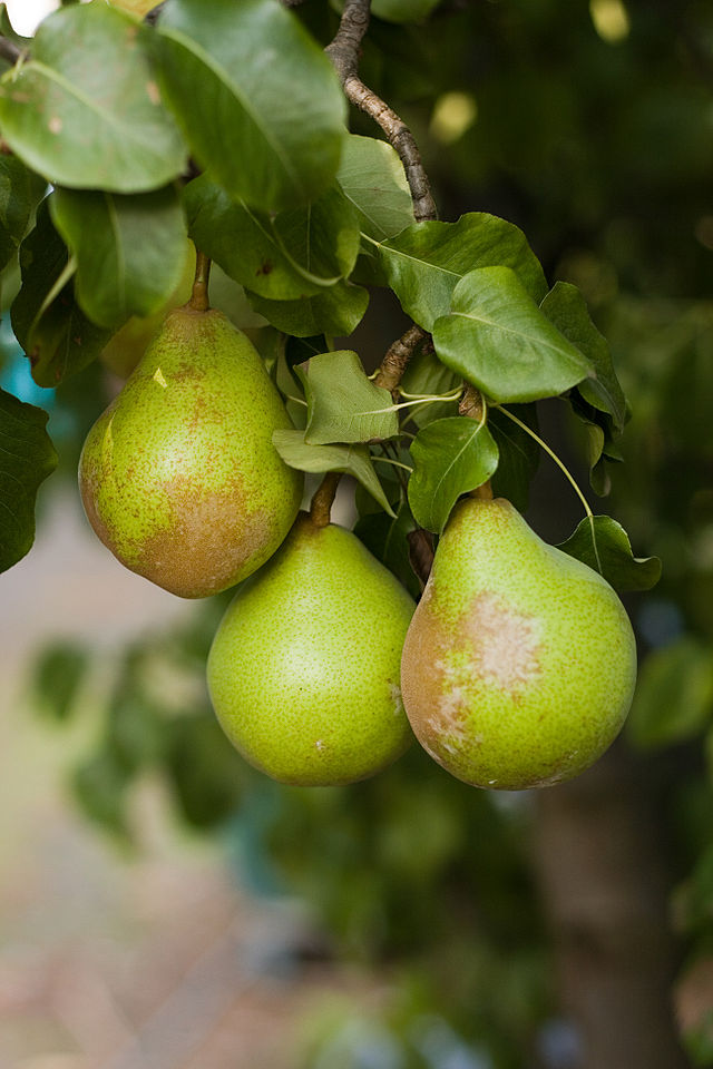 Pear Tree - Pyrus Pyrifolia