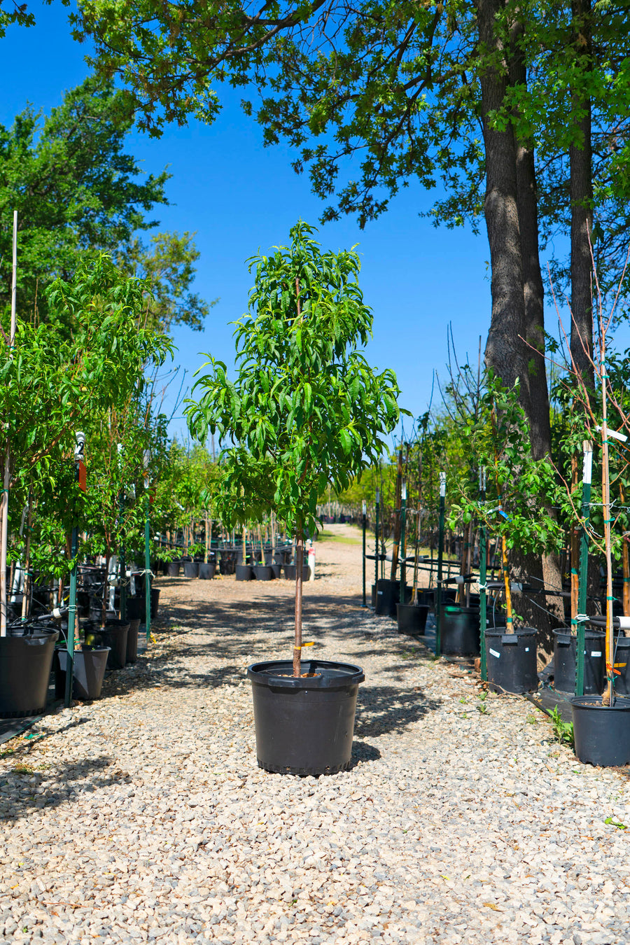 Peach Tree - Prunus Persica