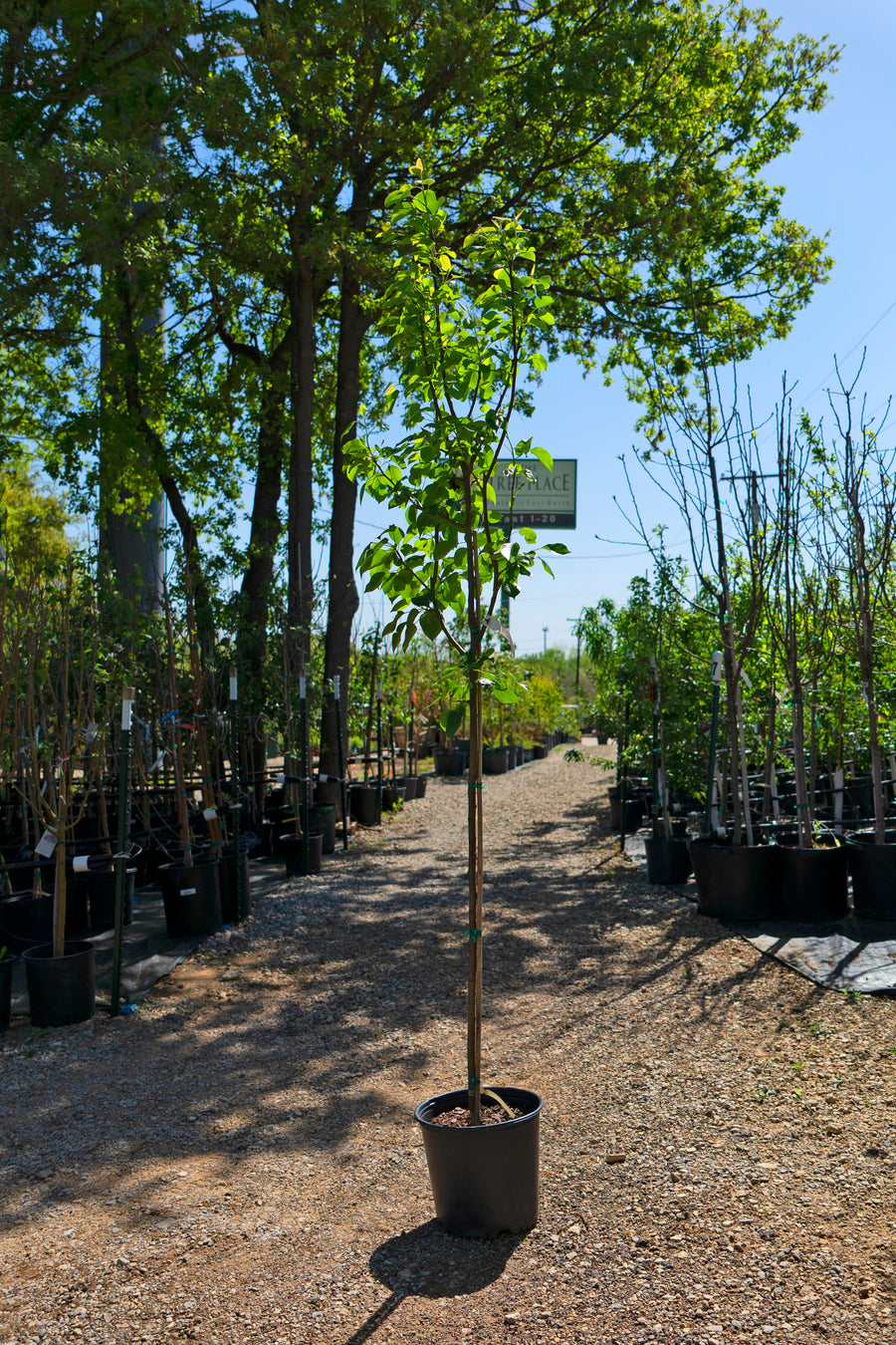 Peach Trees - Fort Worth, Texas - The Tree Place – The Tree Place TX