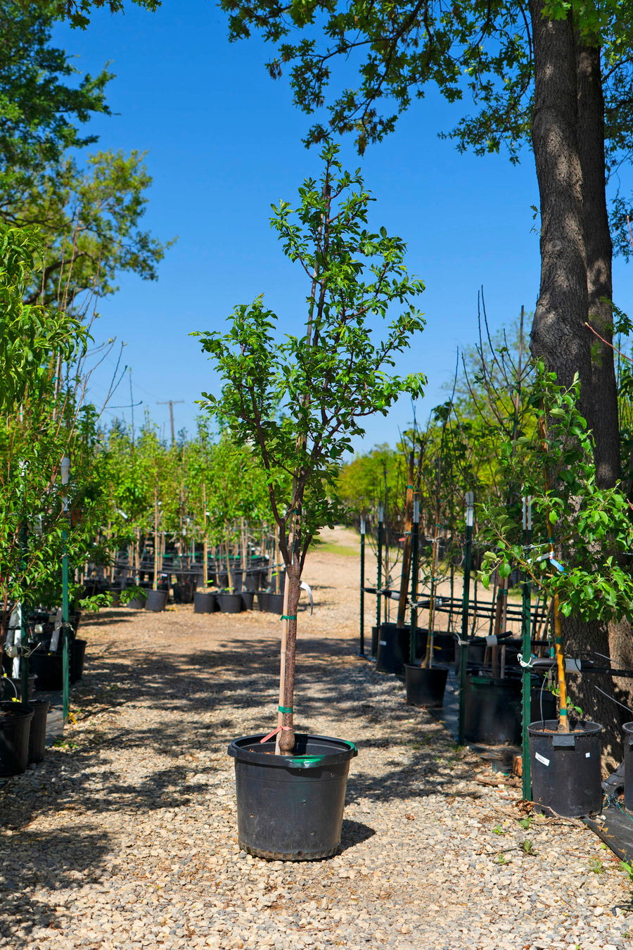 Plumcot Tree - Apricot/Plum Hybrid