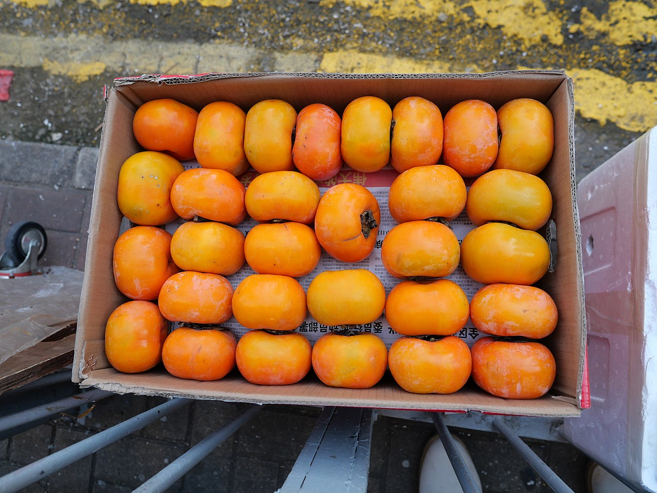 Persimmon Trees Fort Worth, Texas The