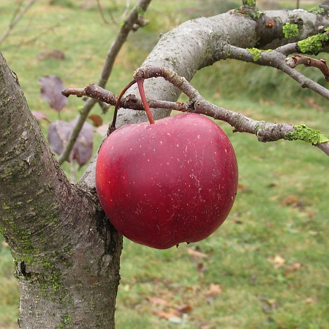 Apple Tree - Malus Domestica