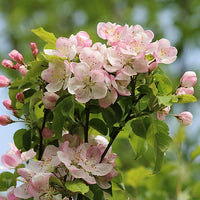 Apple Tree - Malus Domestica
