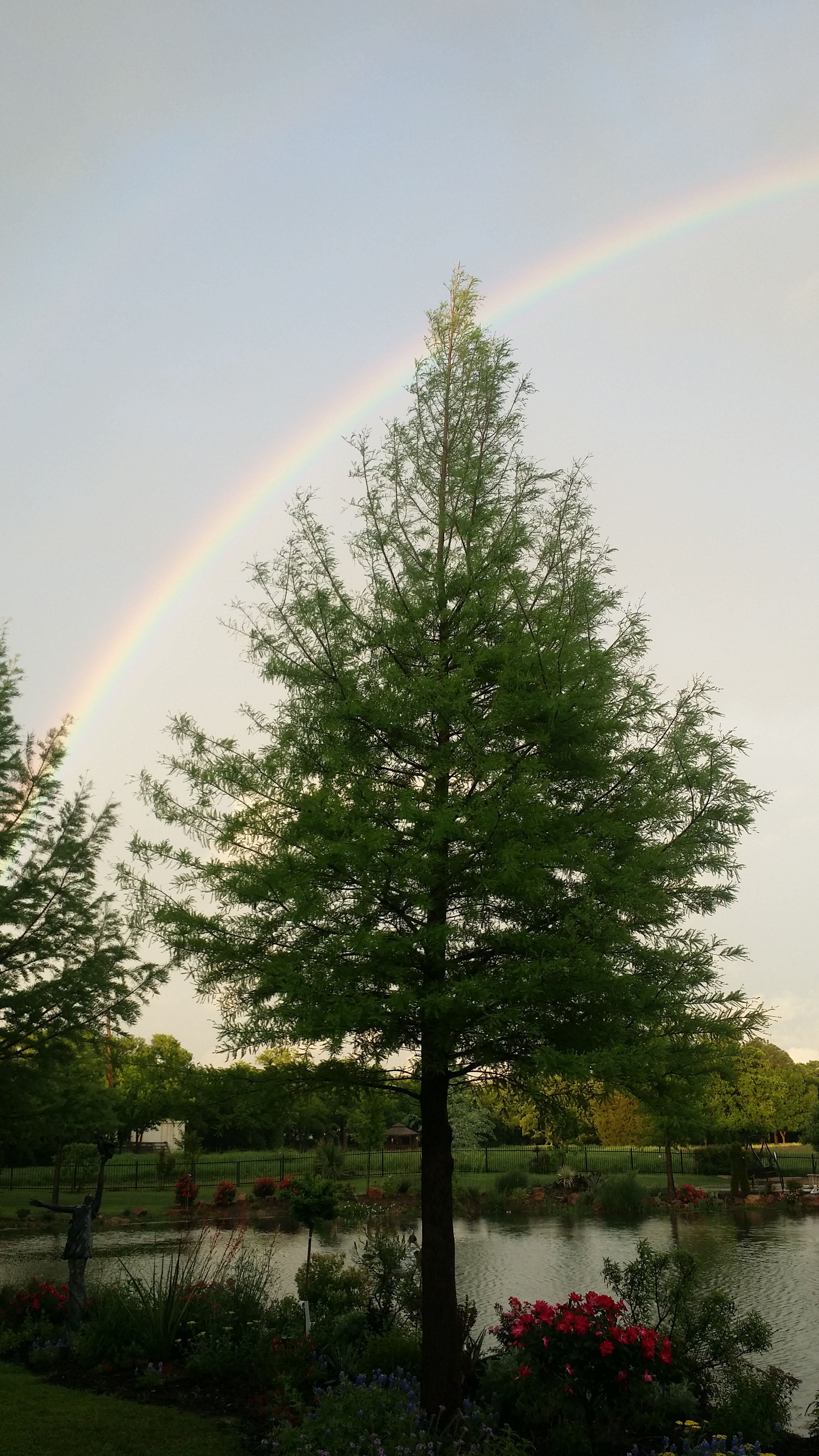 Bald Cypress - Fort Worth, Texas - The Tree Place – The Tree Place TX