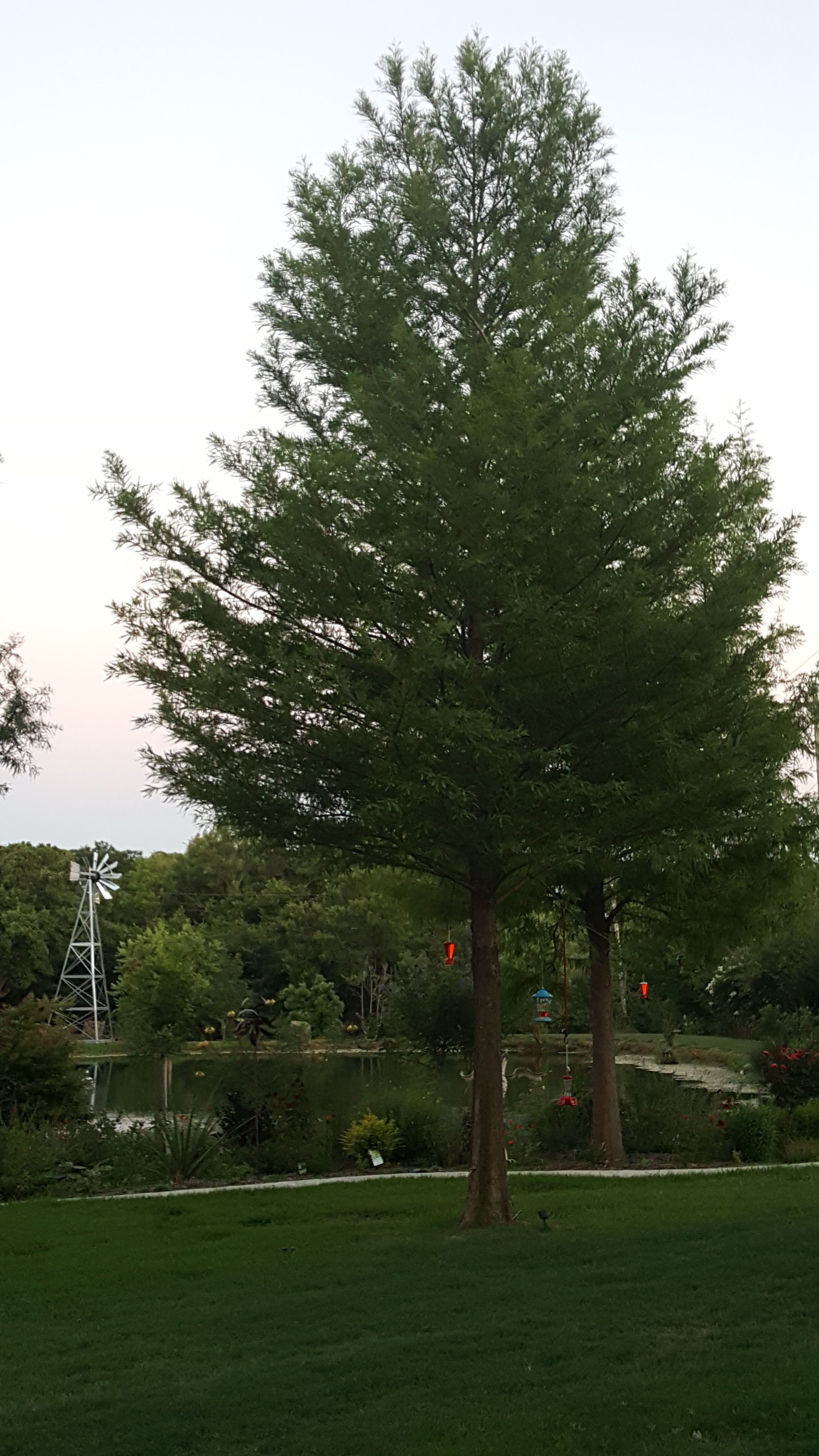 Bald Cypress - Fort Worth, Texas - The Tree Place – The Tree Place TX