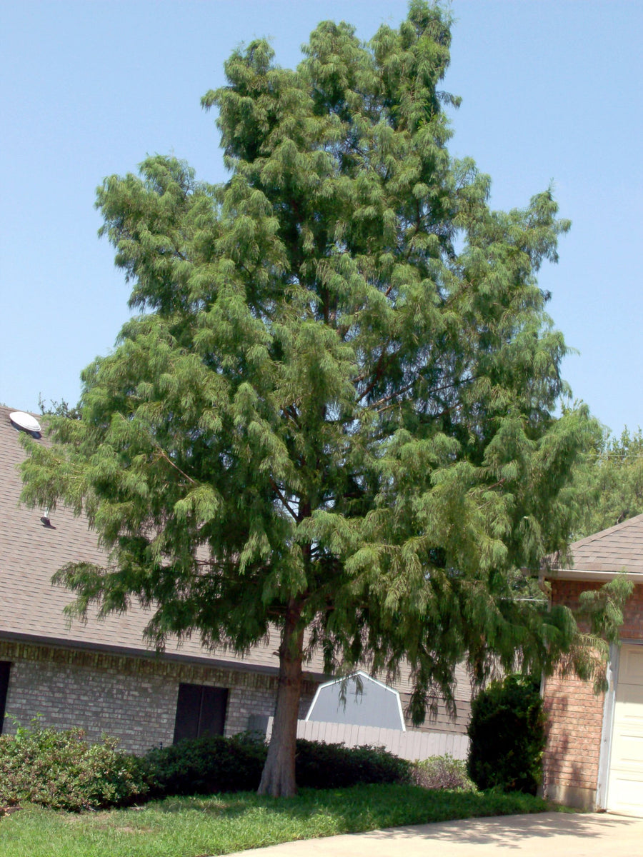 are cypress trees worth money Bald Cypress - Fort Worth, Texas