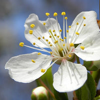 Plum Tree - Prunus Domestica