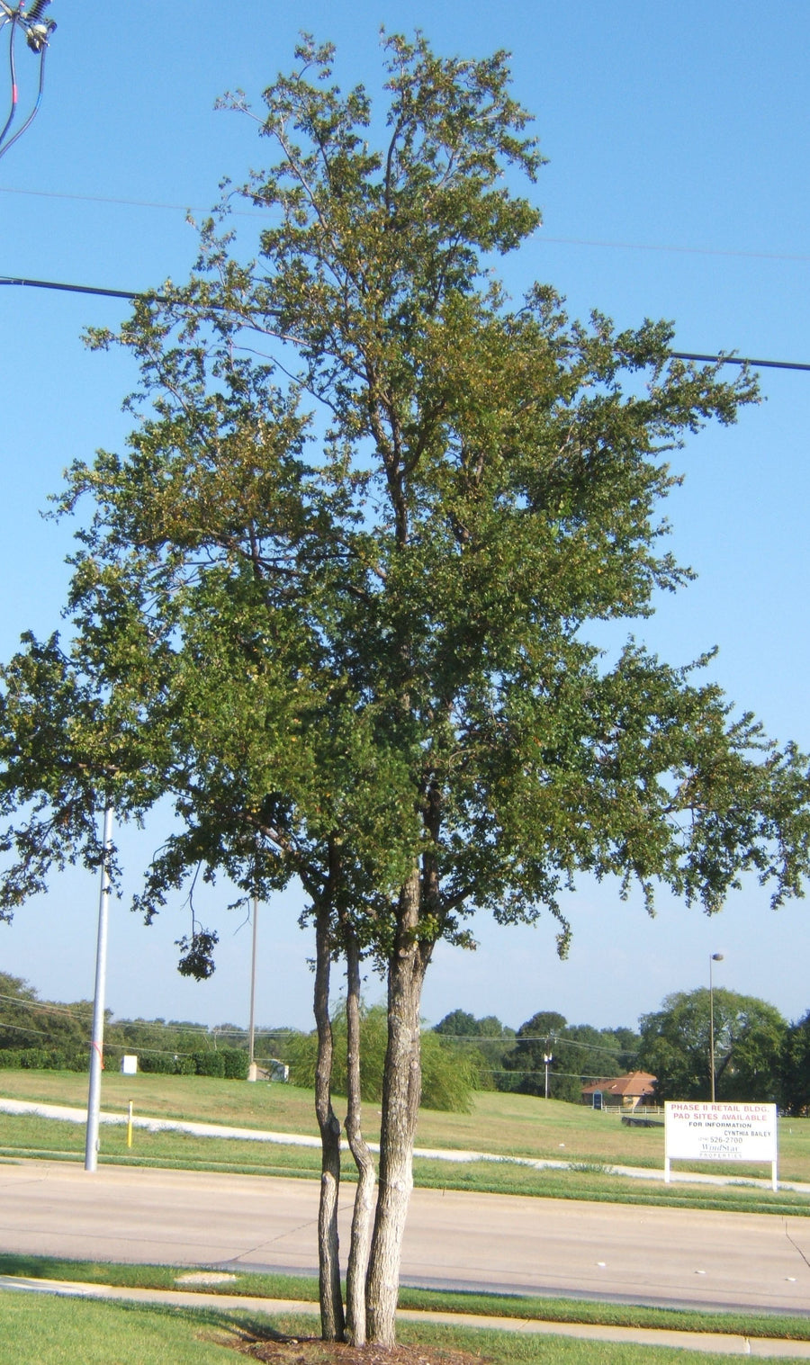 Cedar Elm - Ulmus Crassifolia
