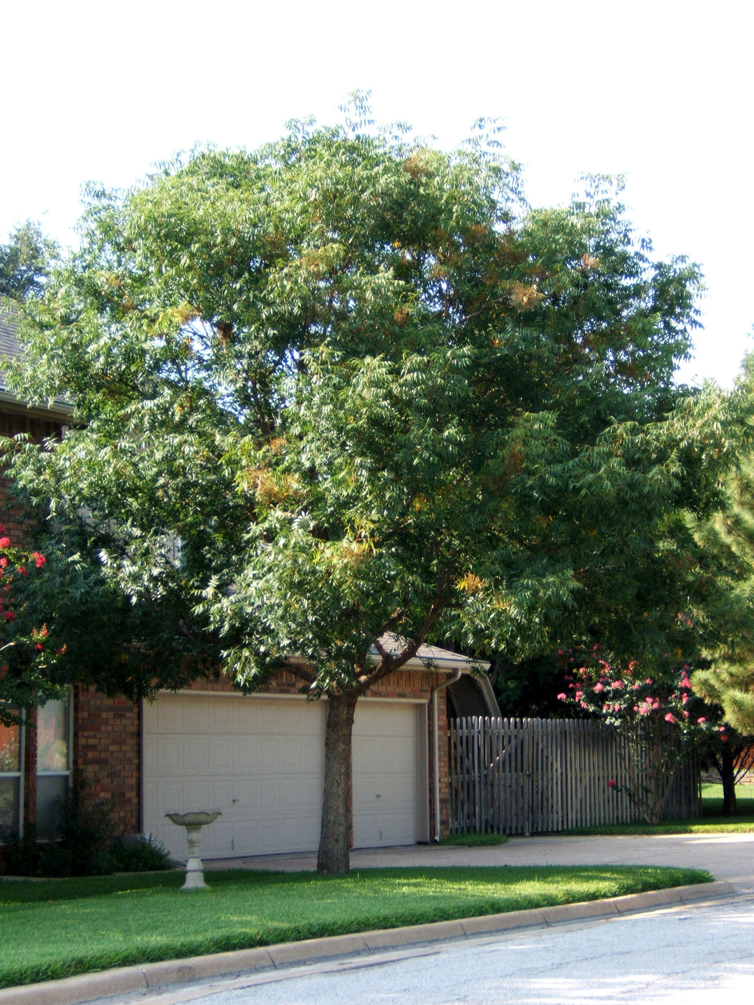 Chinese Pistache - Fort Worth, Texas - The Tree Place – The Tree Place TX