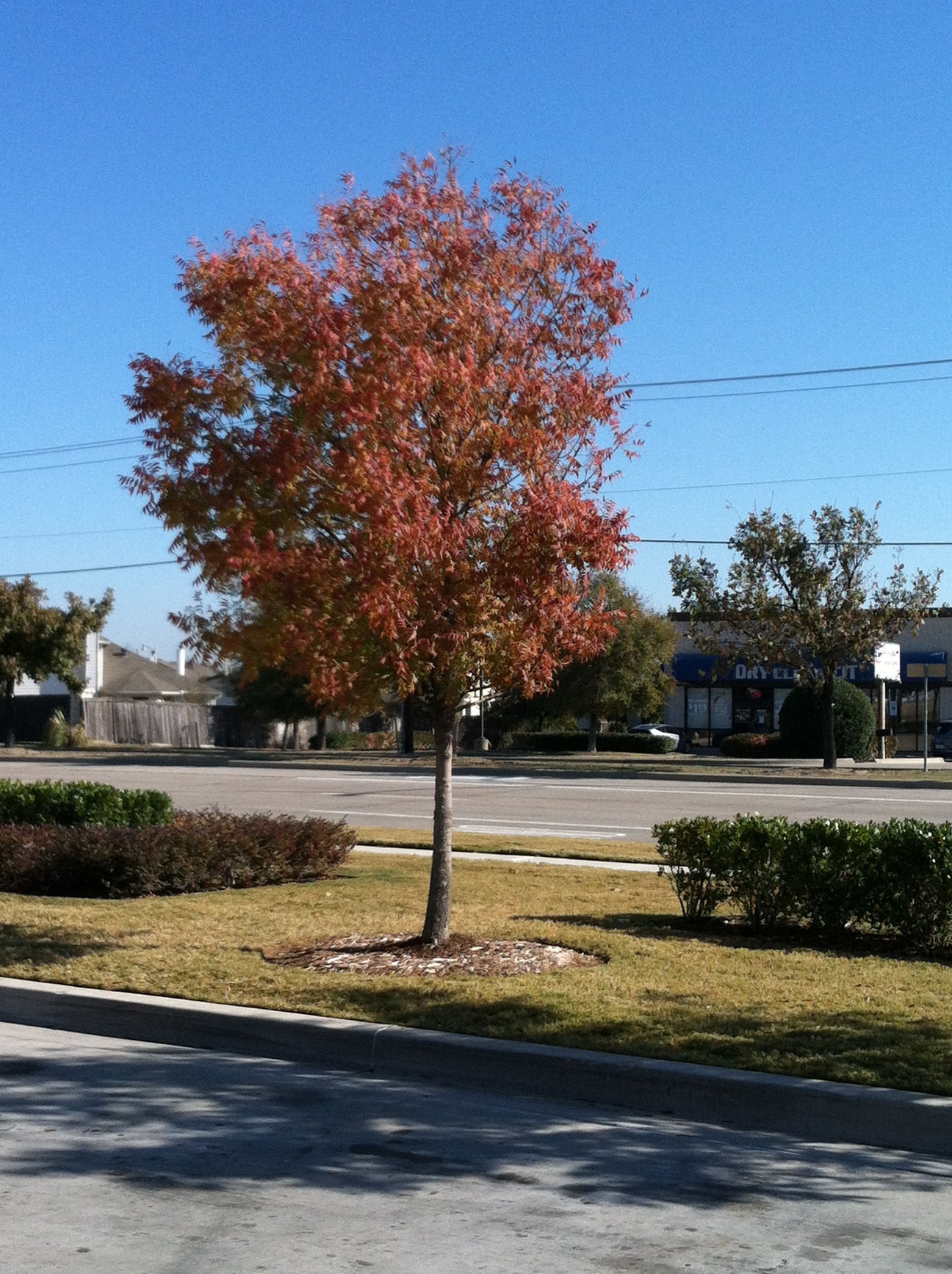 Chinese Pistache - Fort Worth, Texas - The Tree Place – The Tree Place TX