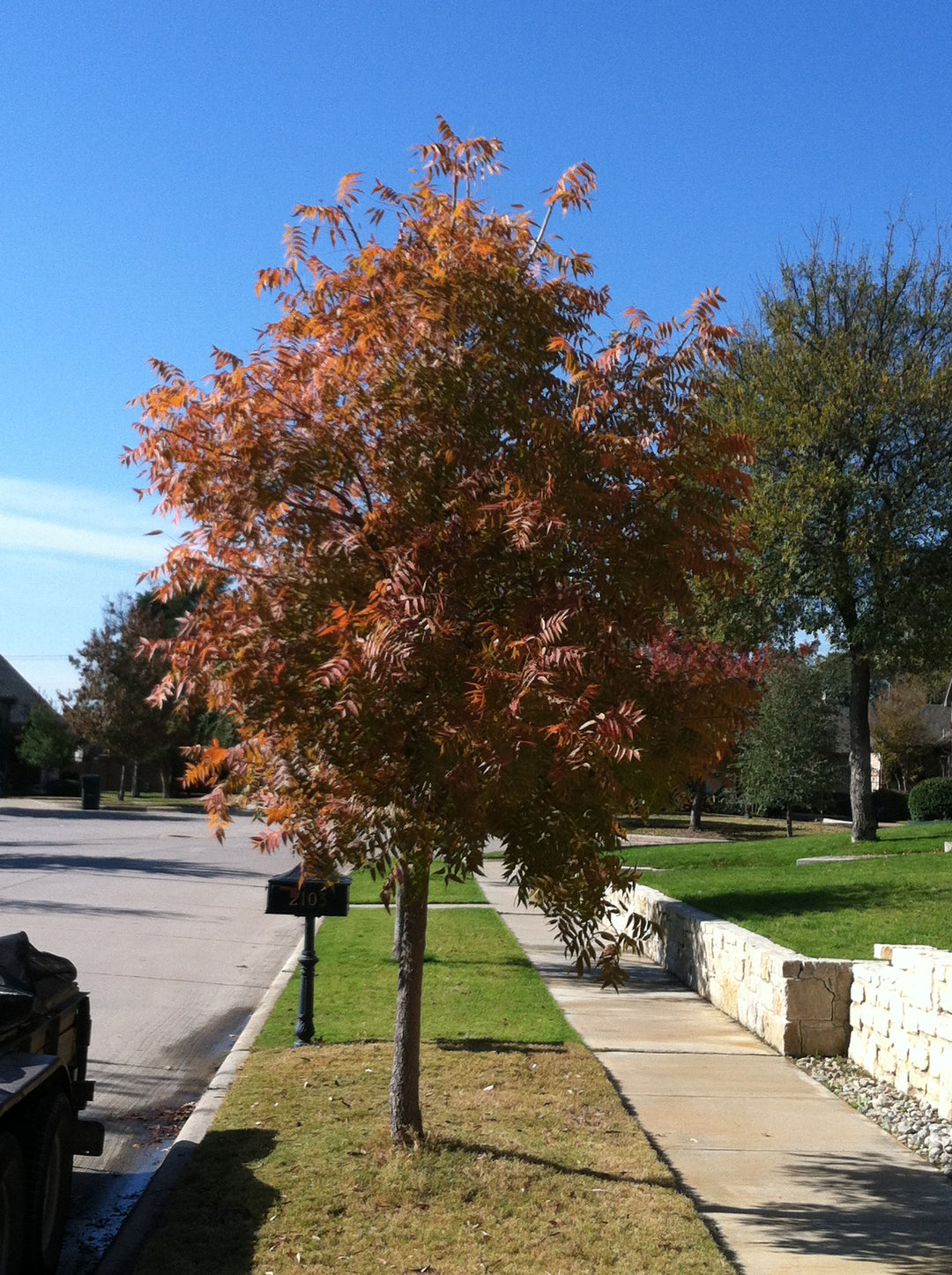 Chinese Pistache - Fort Worth, Texas - The Tree Place – The Tree Place TX