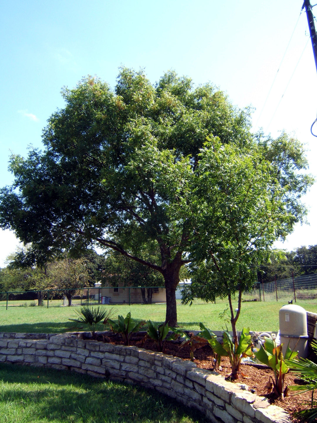 Chinese Pistache - Fort Worth, Texas - The Tree Place – The Tree Place TX