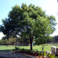Chinese Pistache - Pistacia Chinensis