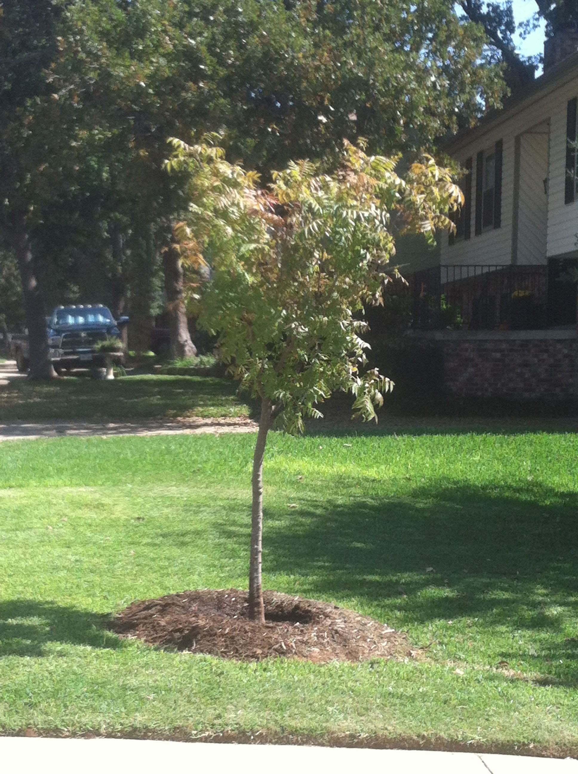 Chinese Pistache - Fort Worth, Texas - The Tree Place – The Tree Place TX