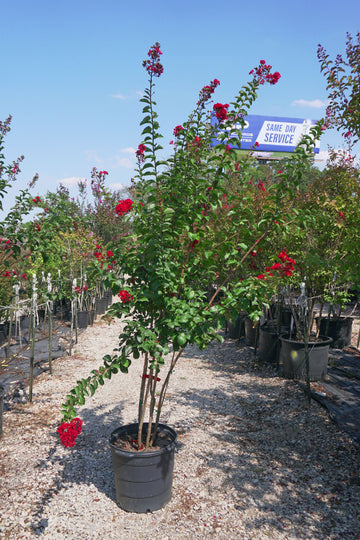 Miss Frances Crape Myrtle, Red - Lagerstroemia Indica