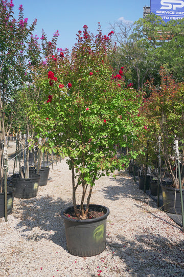 Red Rocket Crape Myrtle, Red - Lagerstroemia Indica 'Whit IV'
